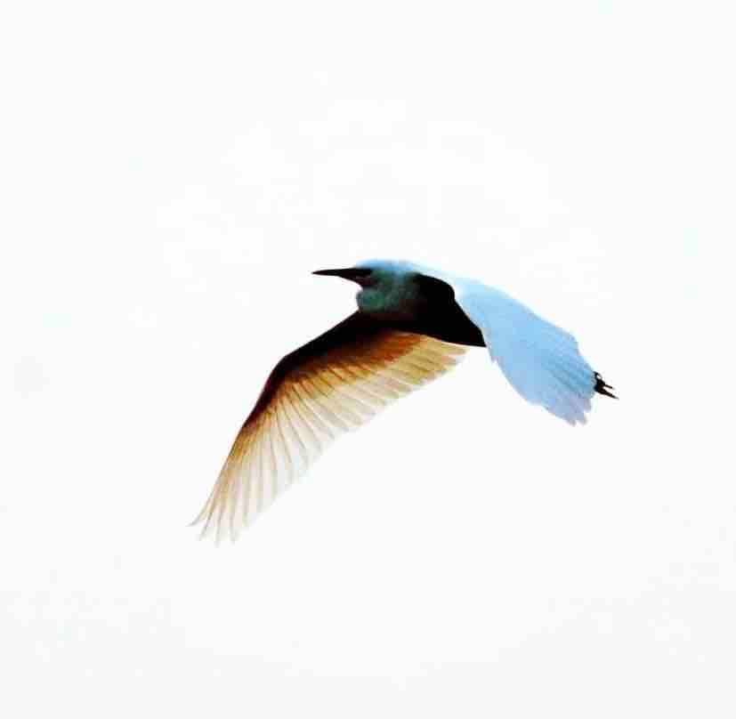 freedom