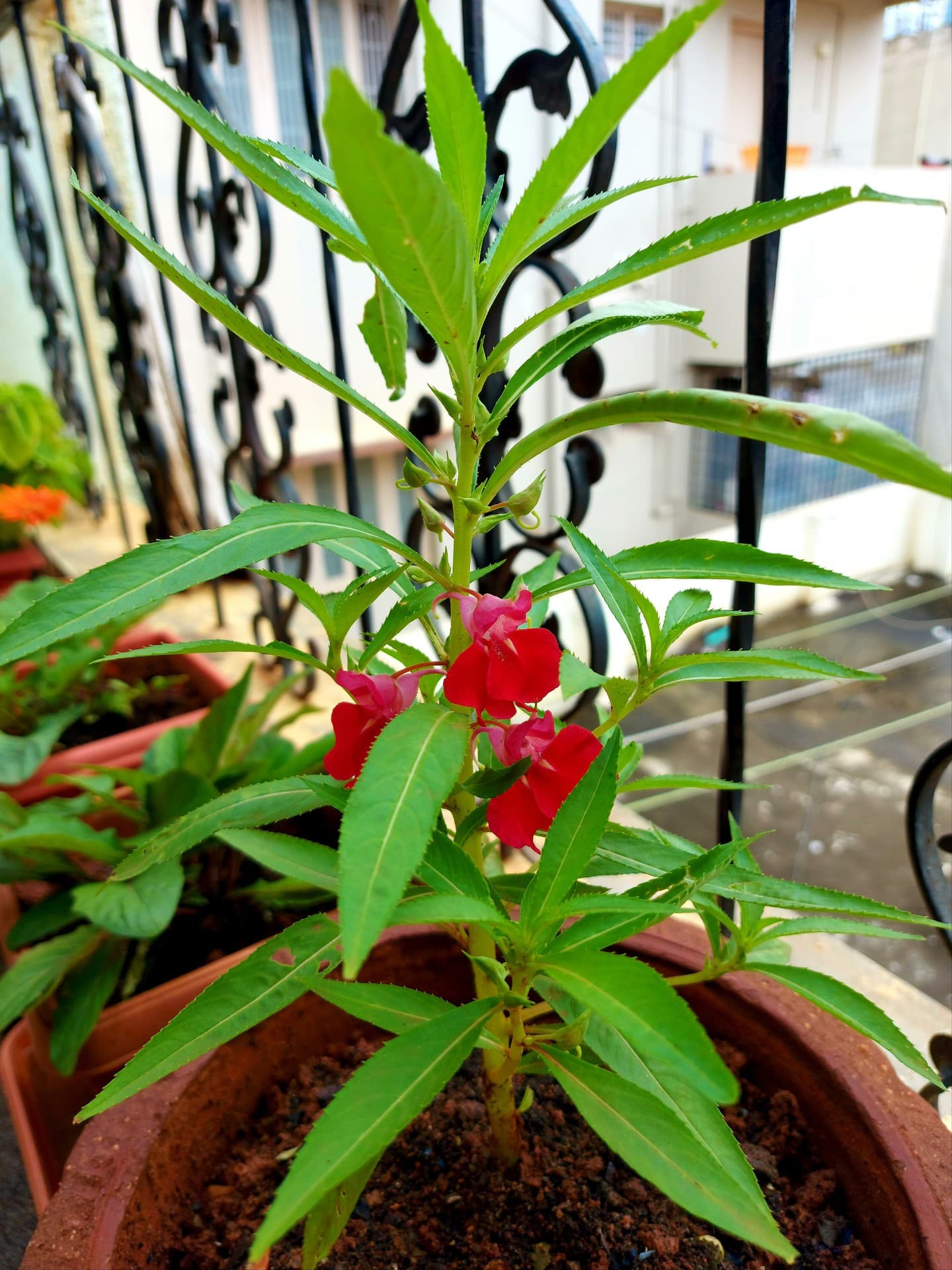 plant