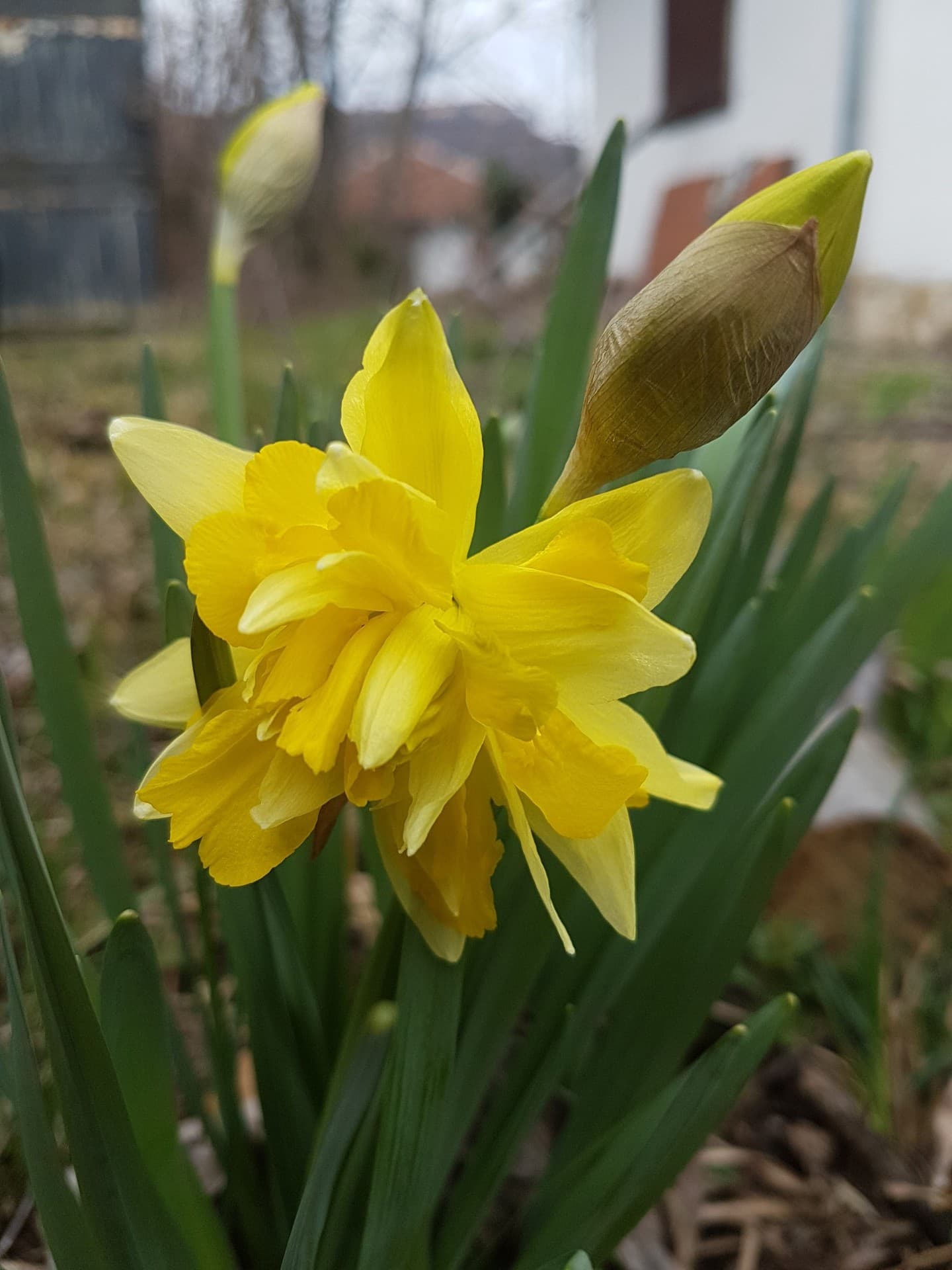 spring flower