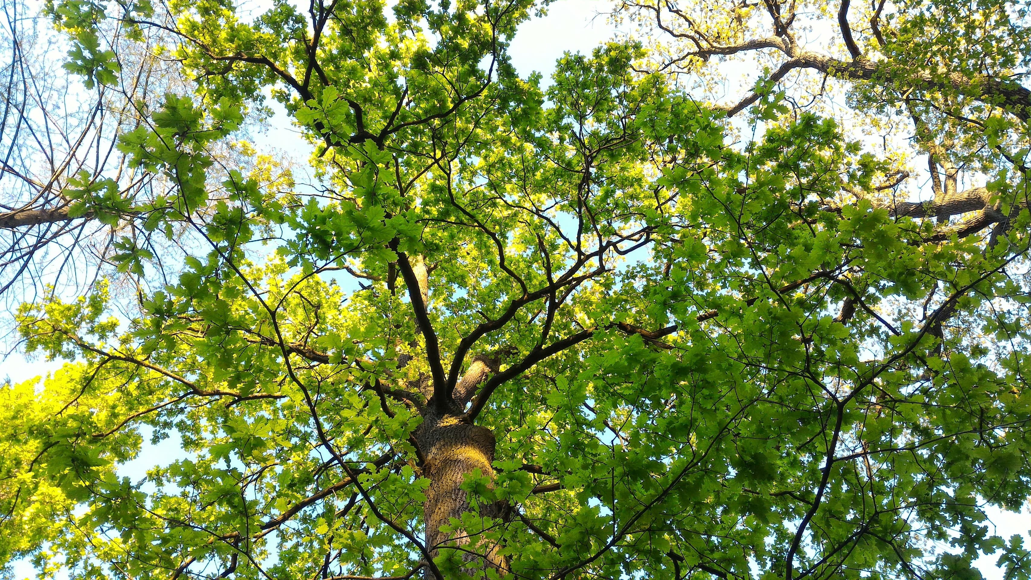 Trees