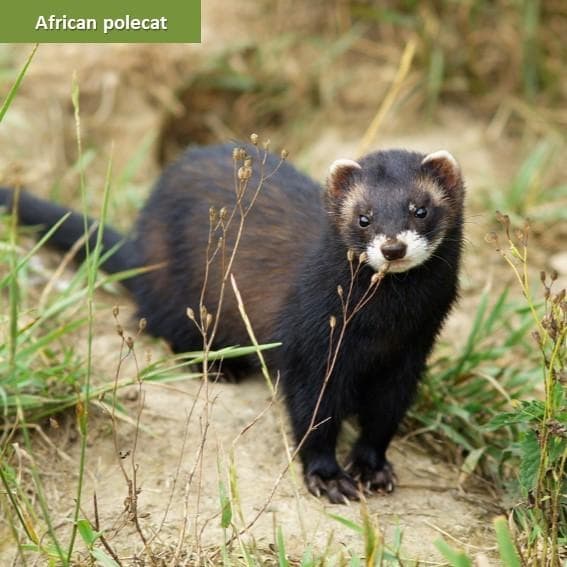 Polikatafikan.mink.