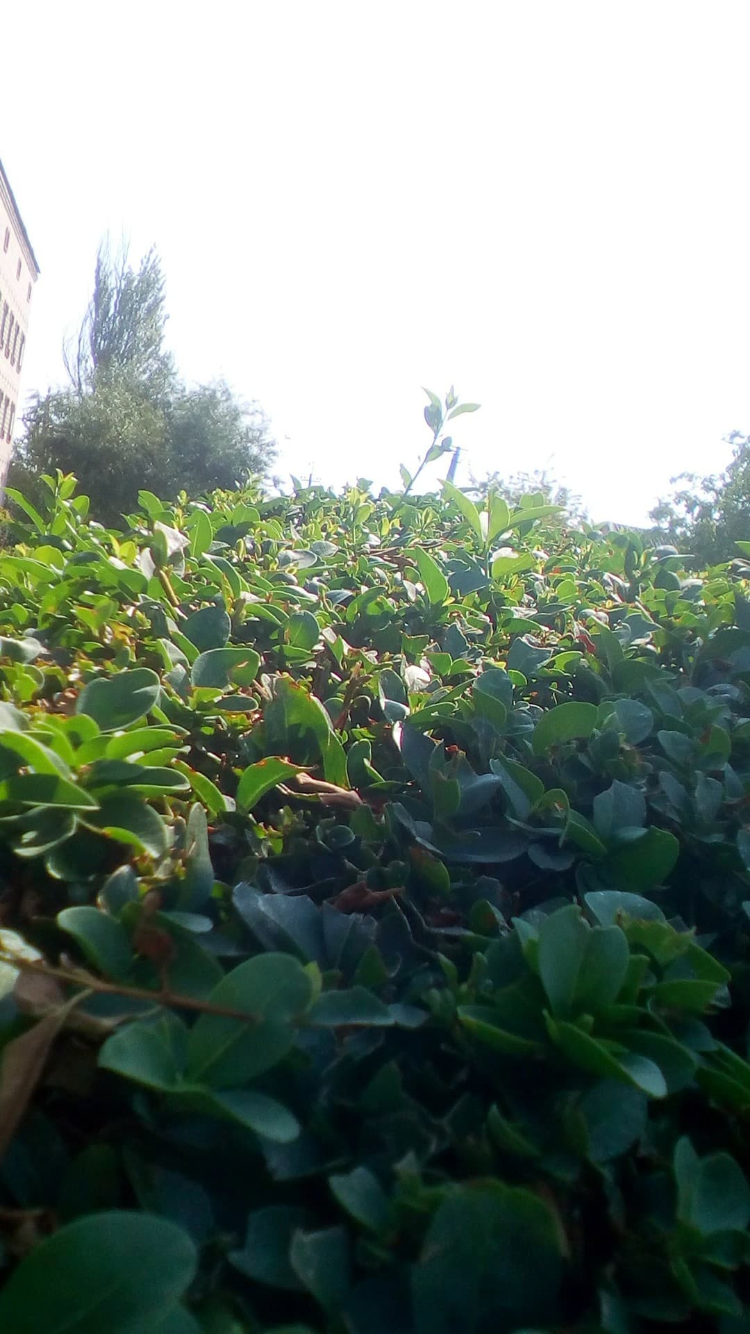 Green grass
