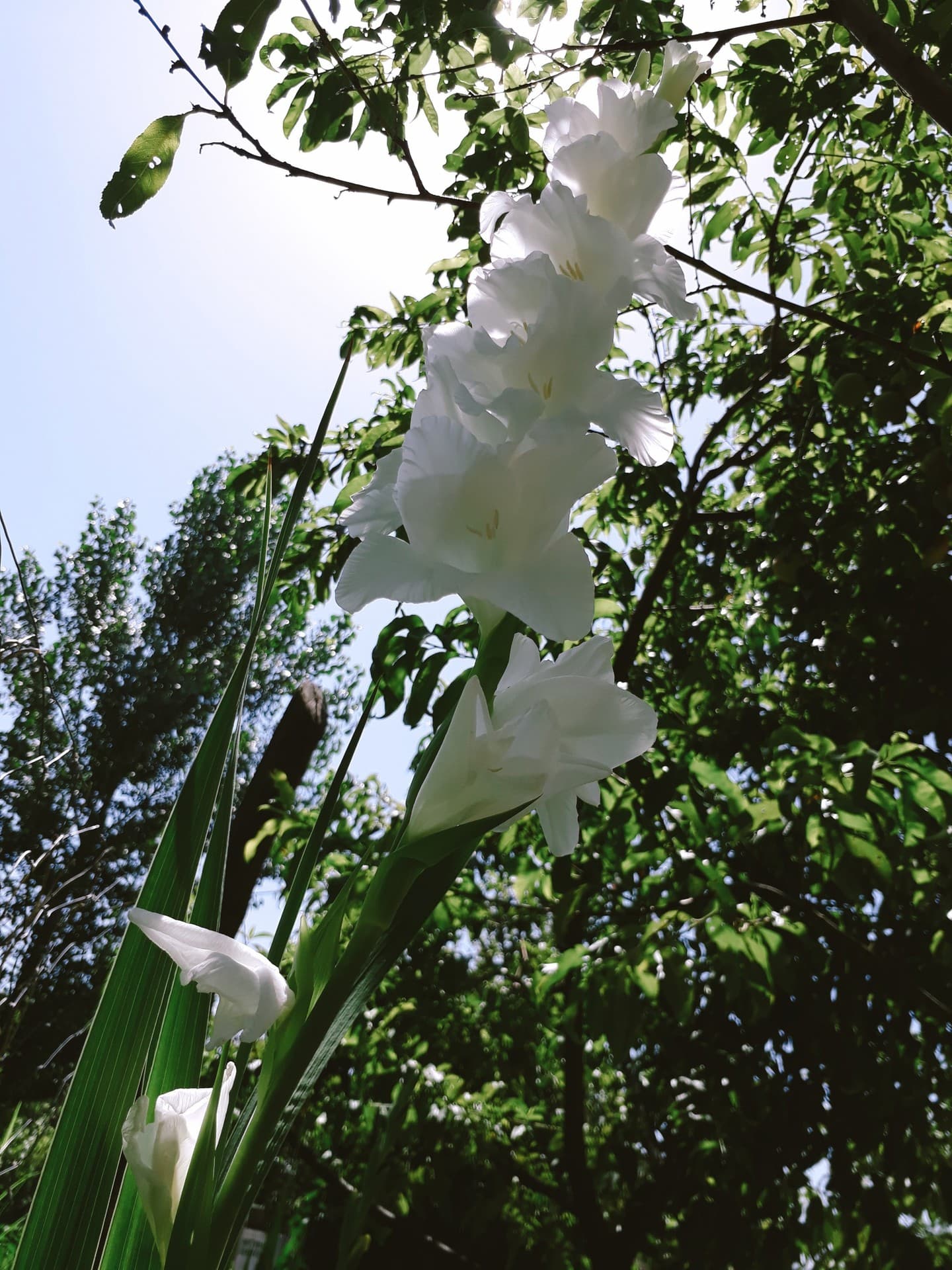 flowers