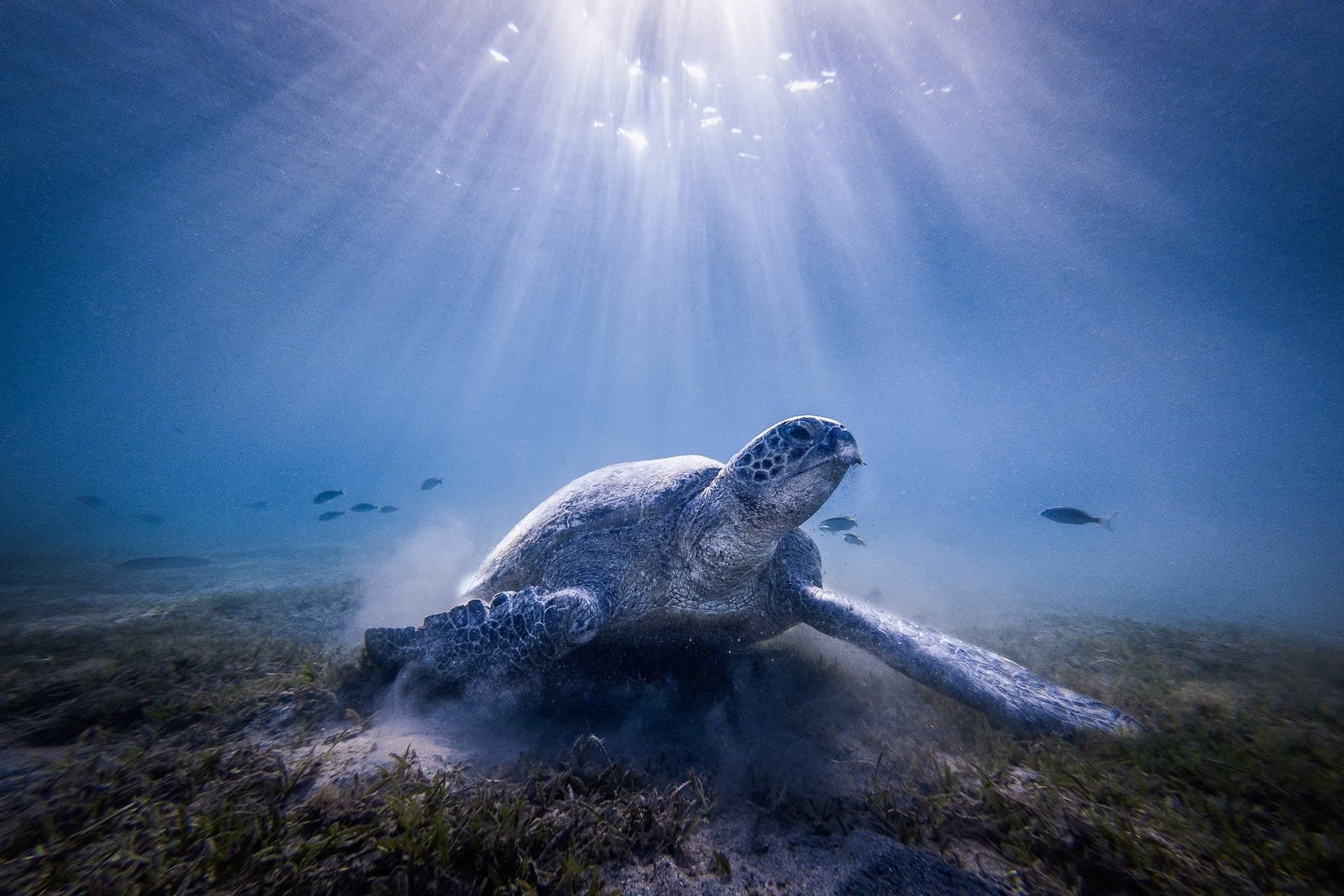 Meeres schildkröde.