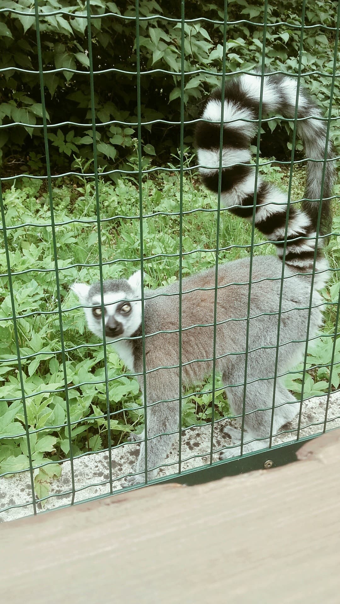 zoo