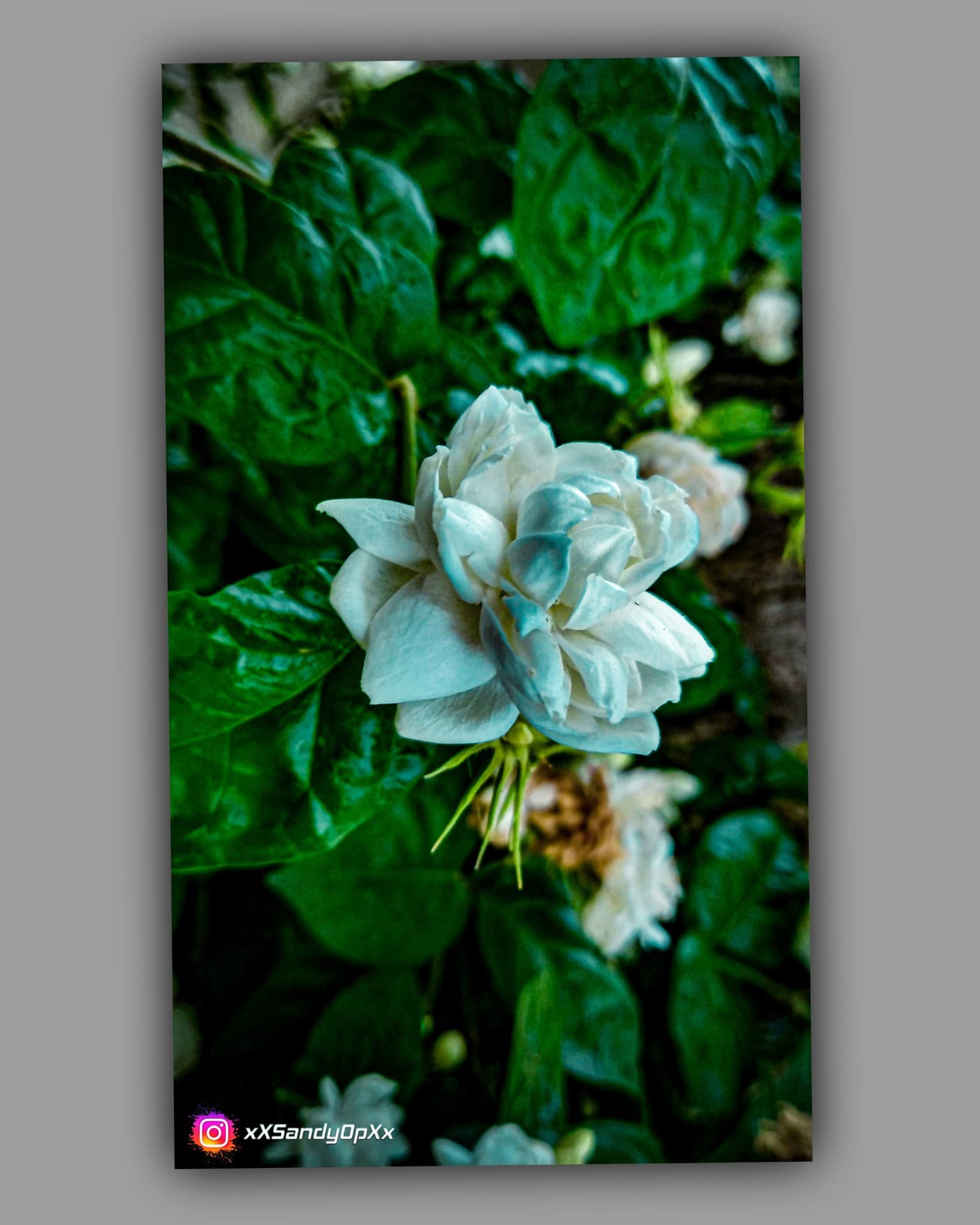 JASMIN FLOWER MORNING CLICK ?
