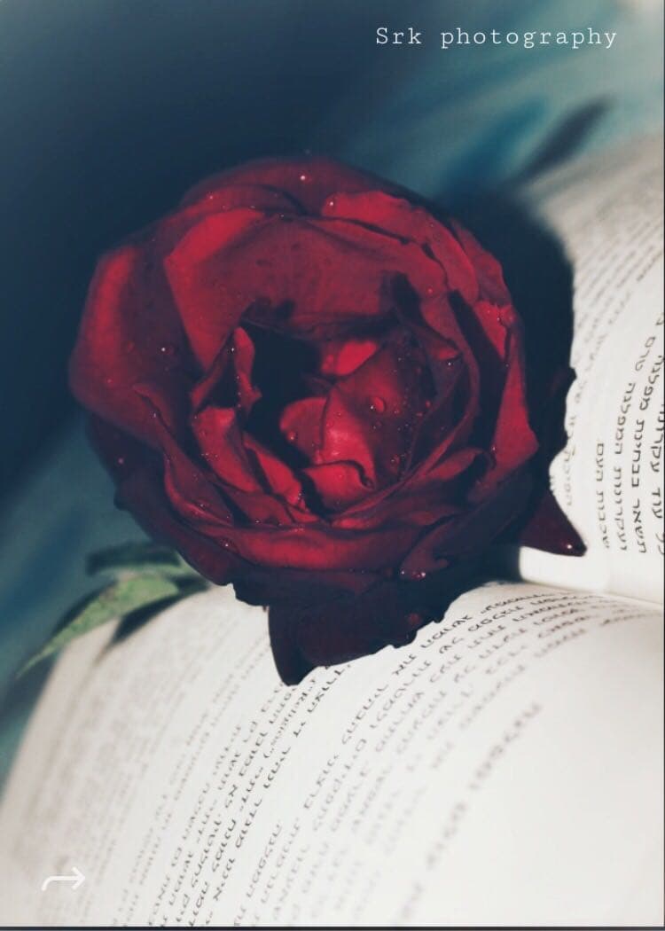 I love red rose