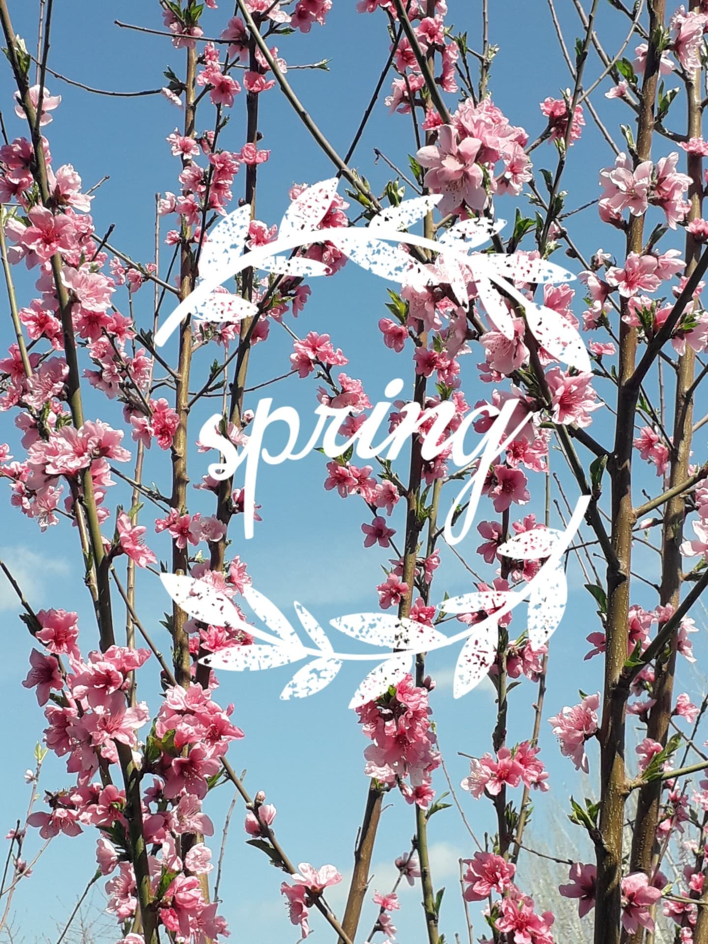 Spring