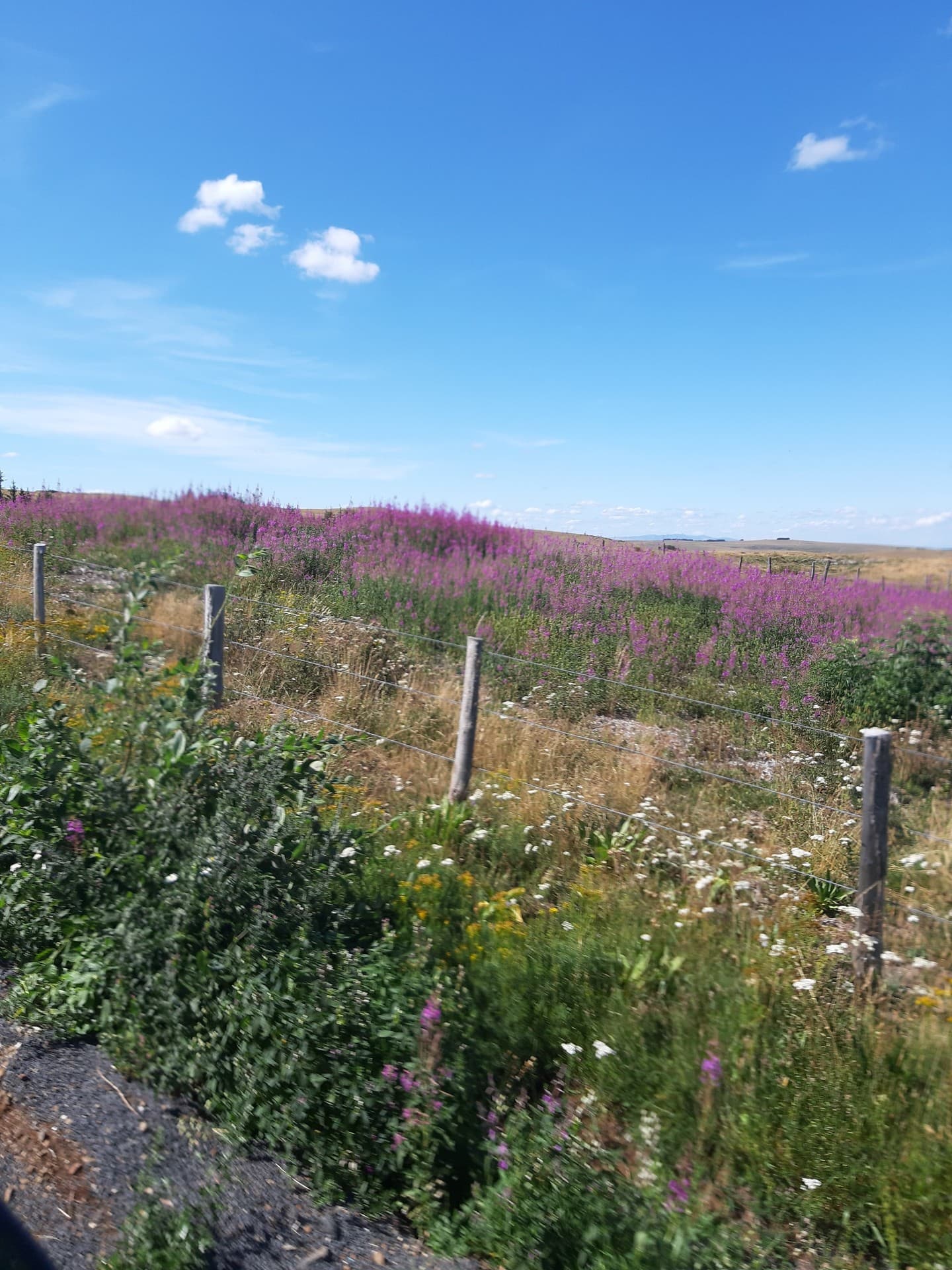 aubrac