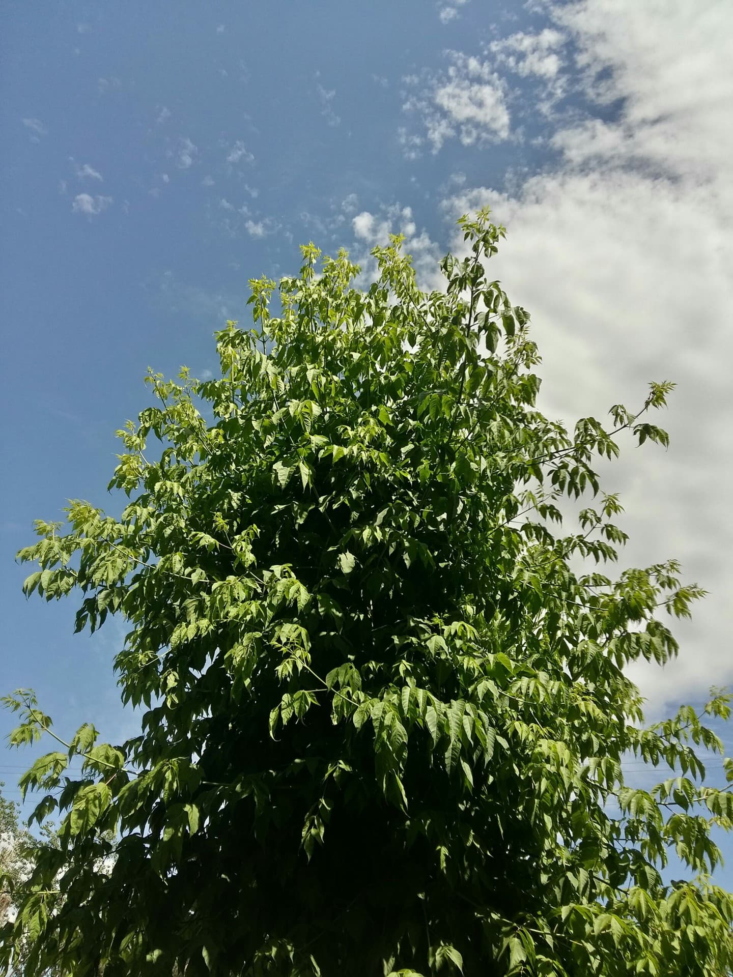 Akasya ağacım