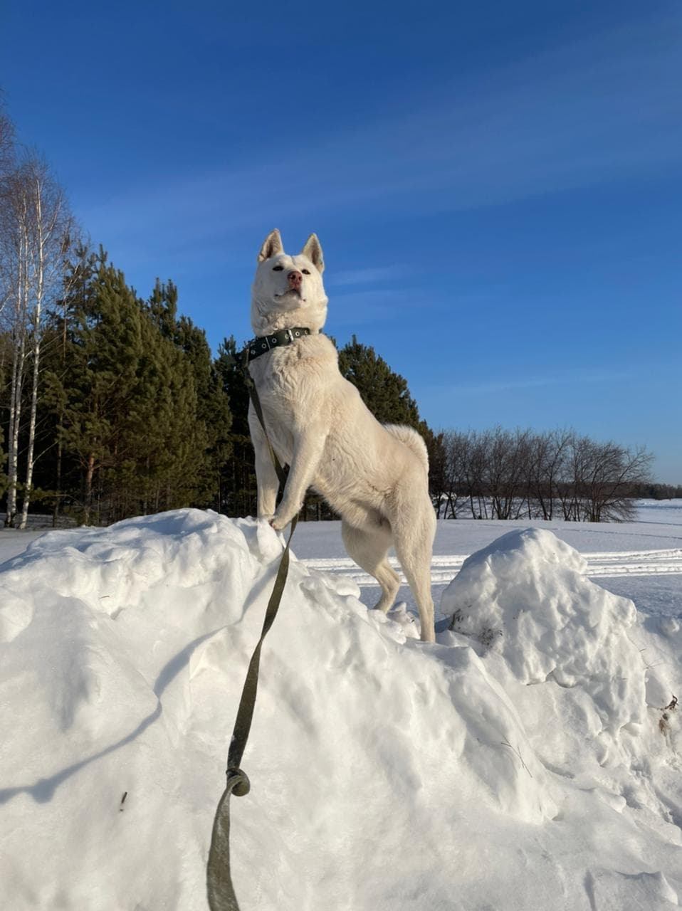 гордость