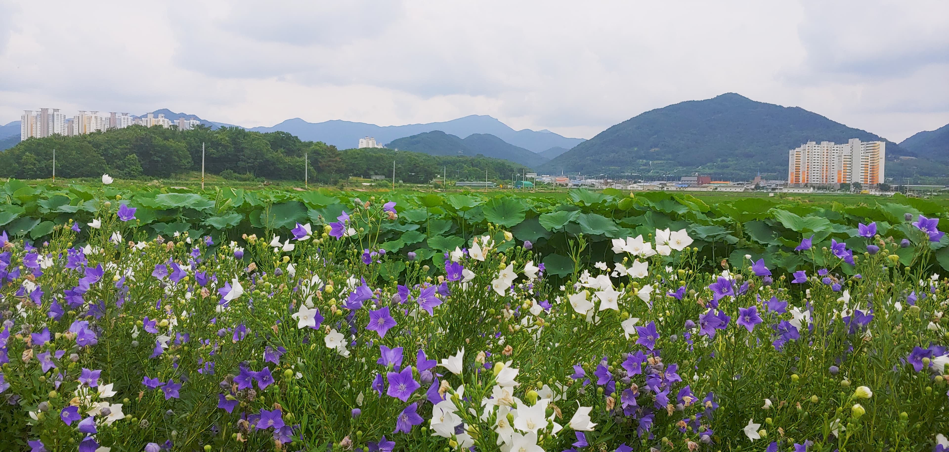 a summer view with balloon flowers^^