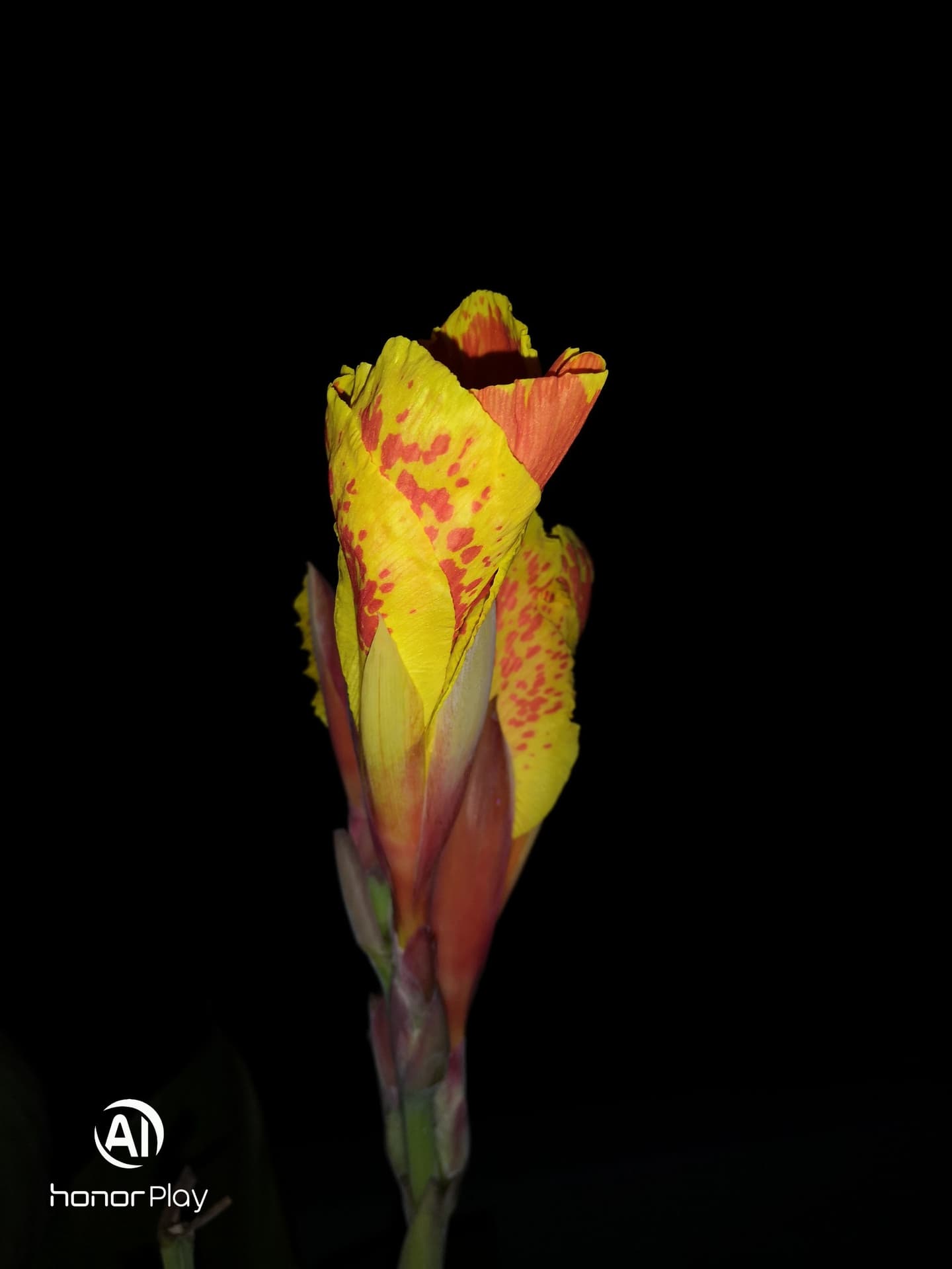 kolaboti flower