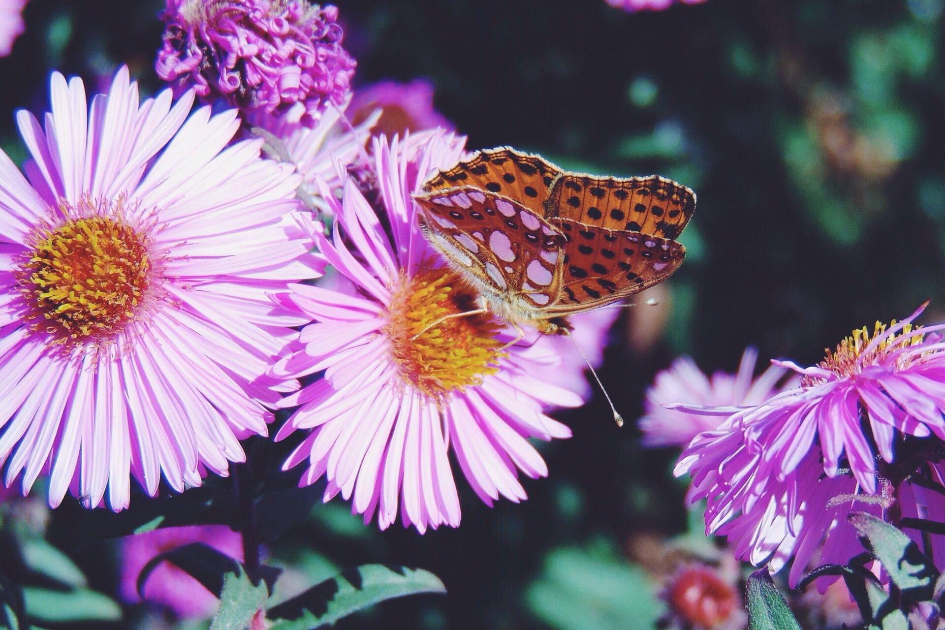 butterfly ?