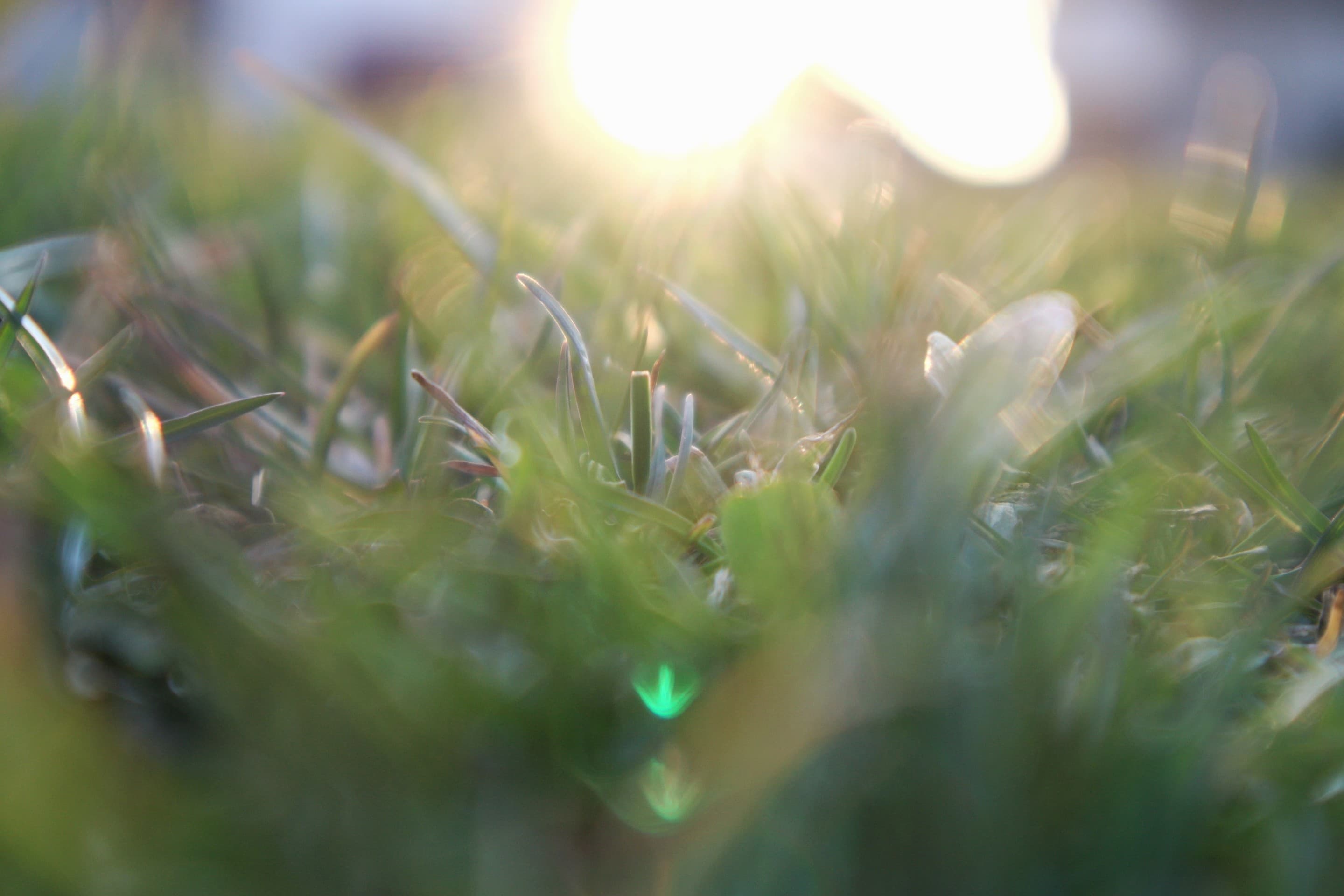 Grass