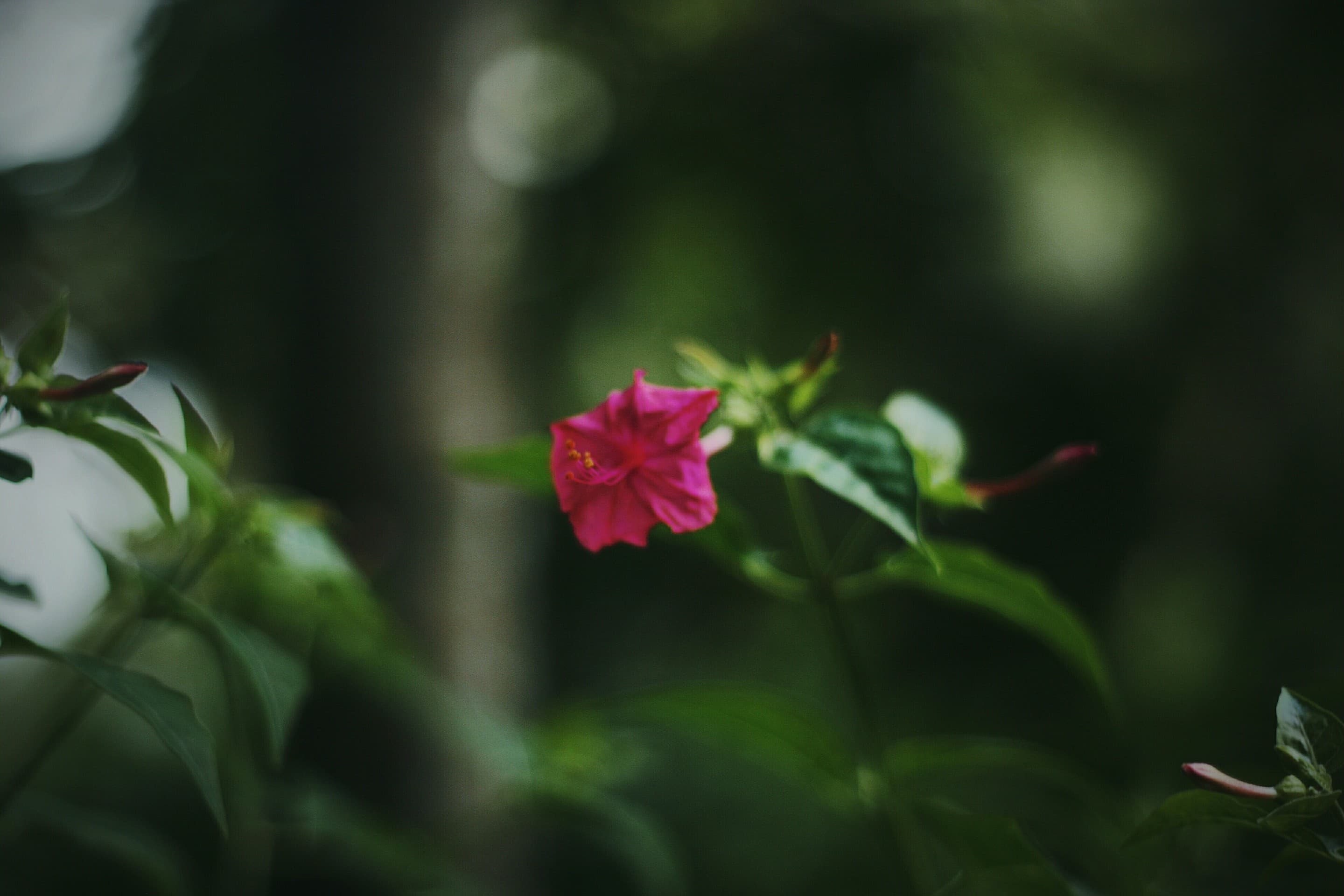 blossoms