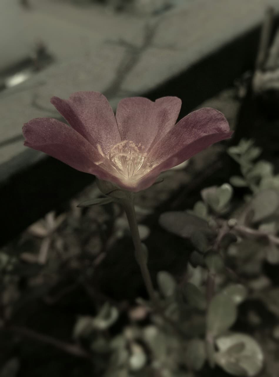 flower