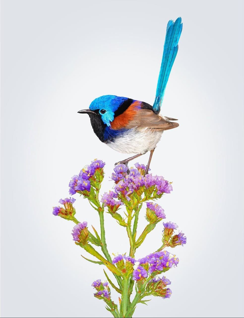 Fairy wren