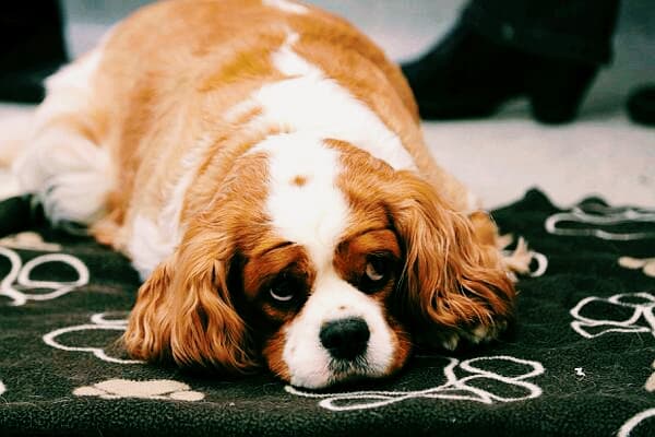 dog#3