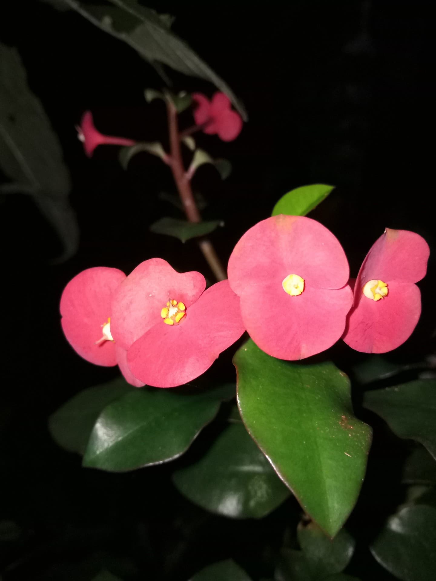 Night flowers
