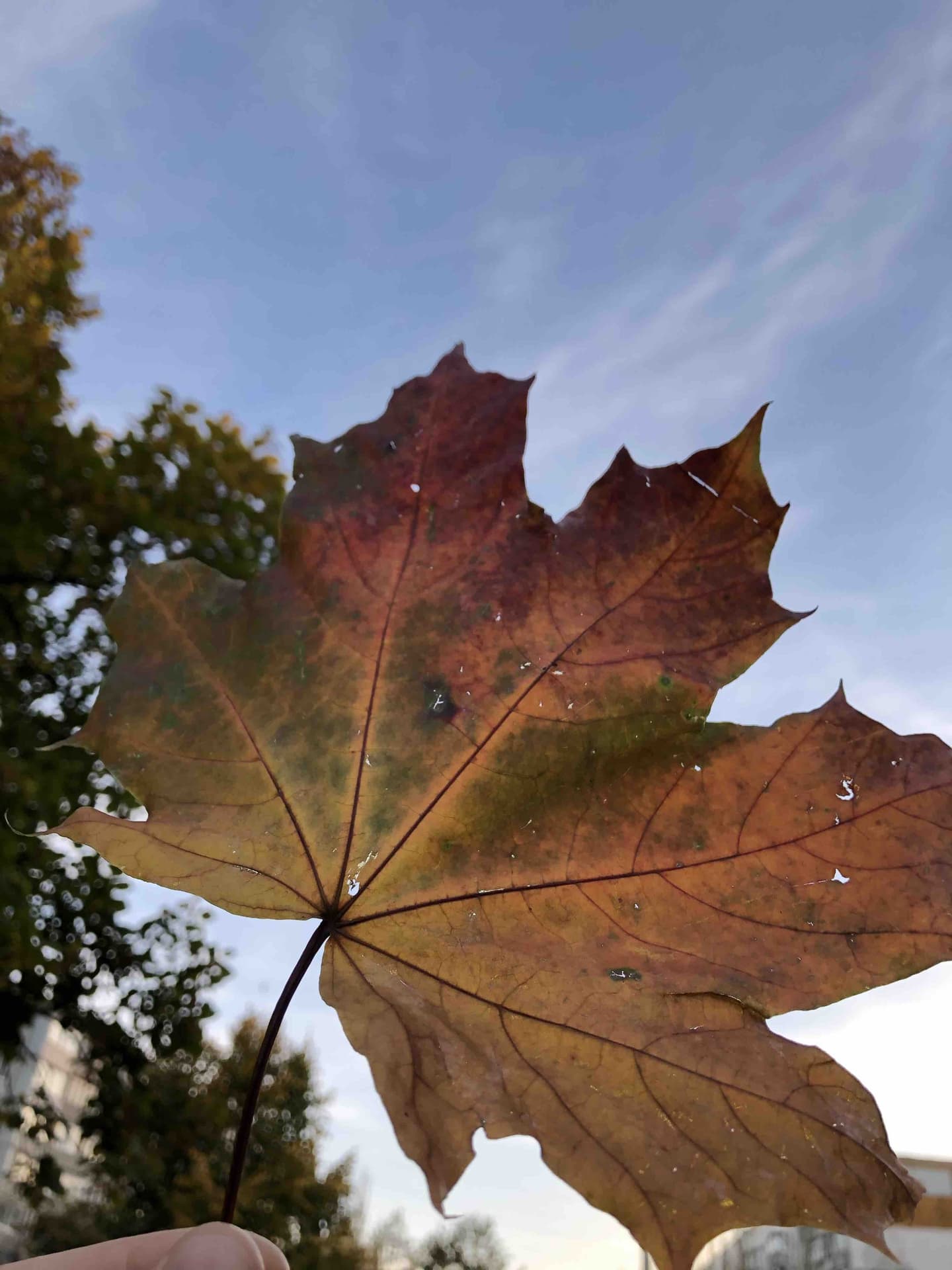 A beautiful leaf
