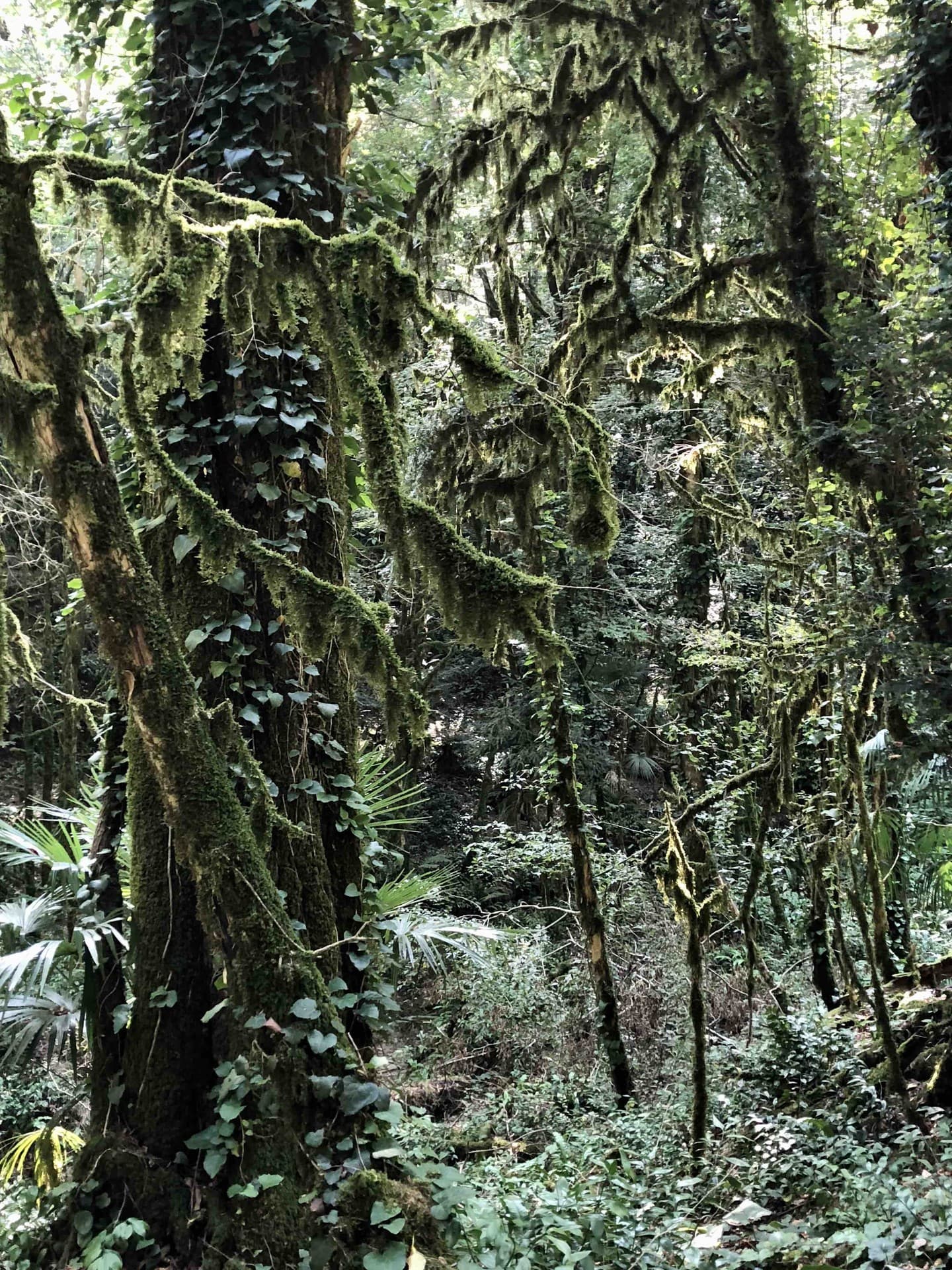 Thickets of dense forest