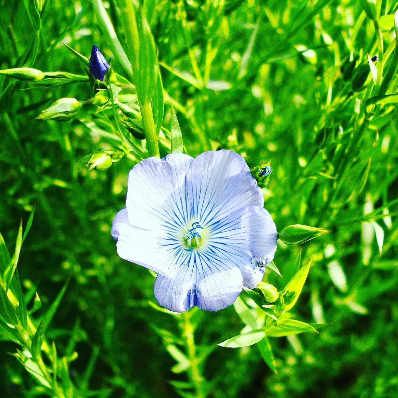 flower