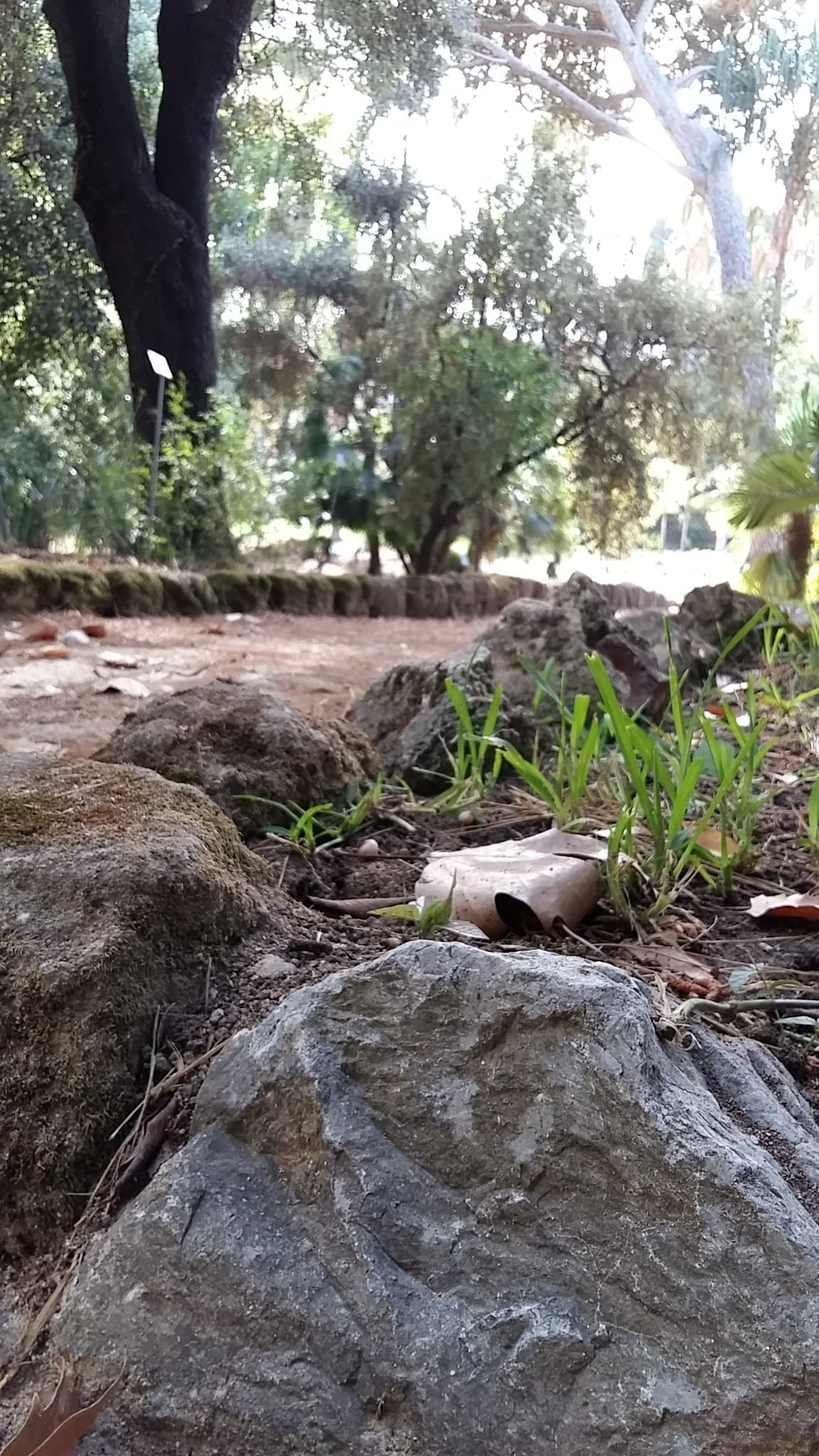 Leaf & Rock