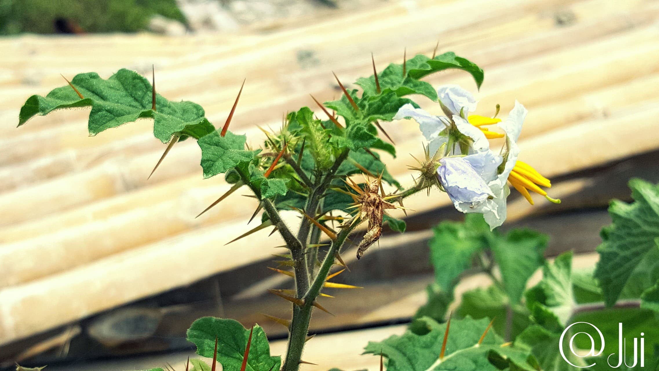 wild thorn