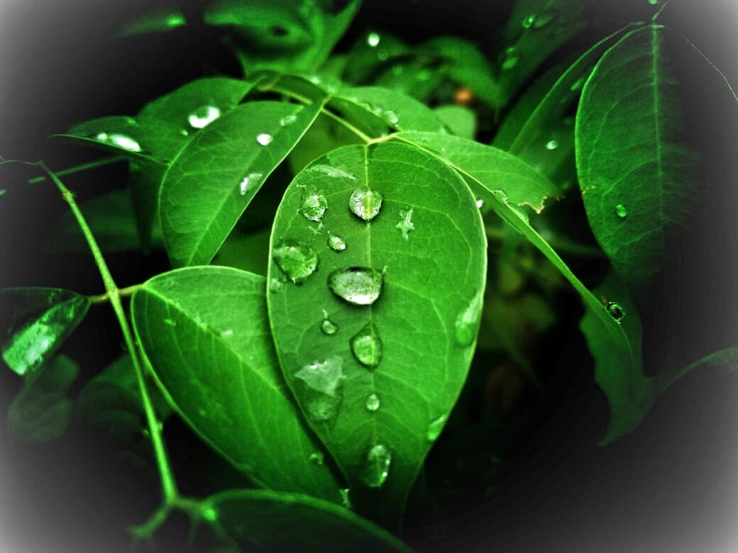 Dew
