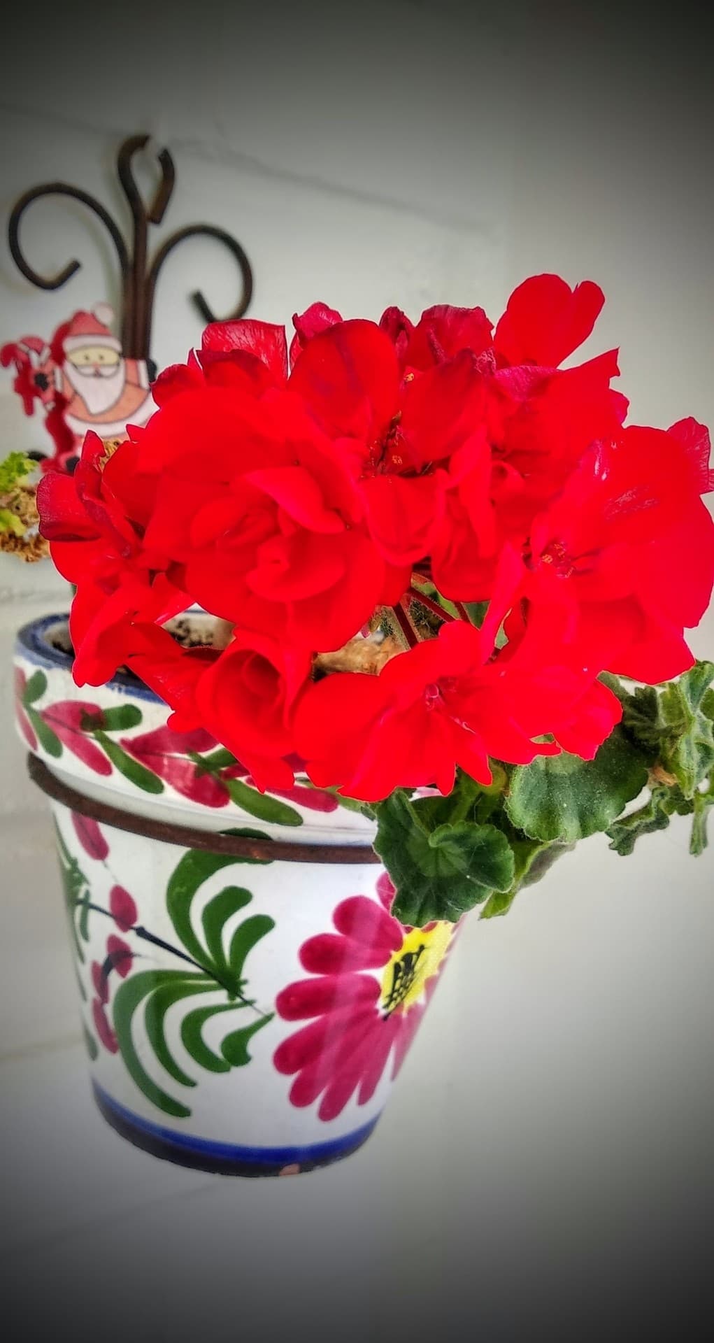 Claveles rojos (Español)