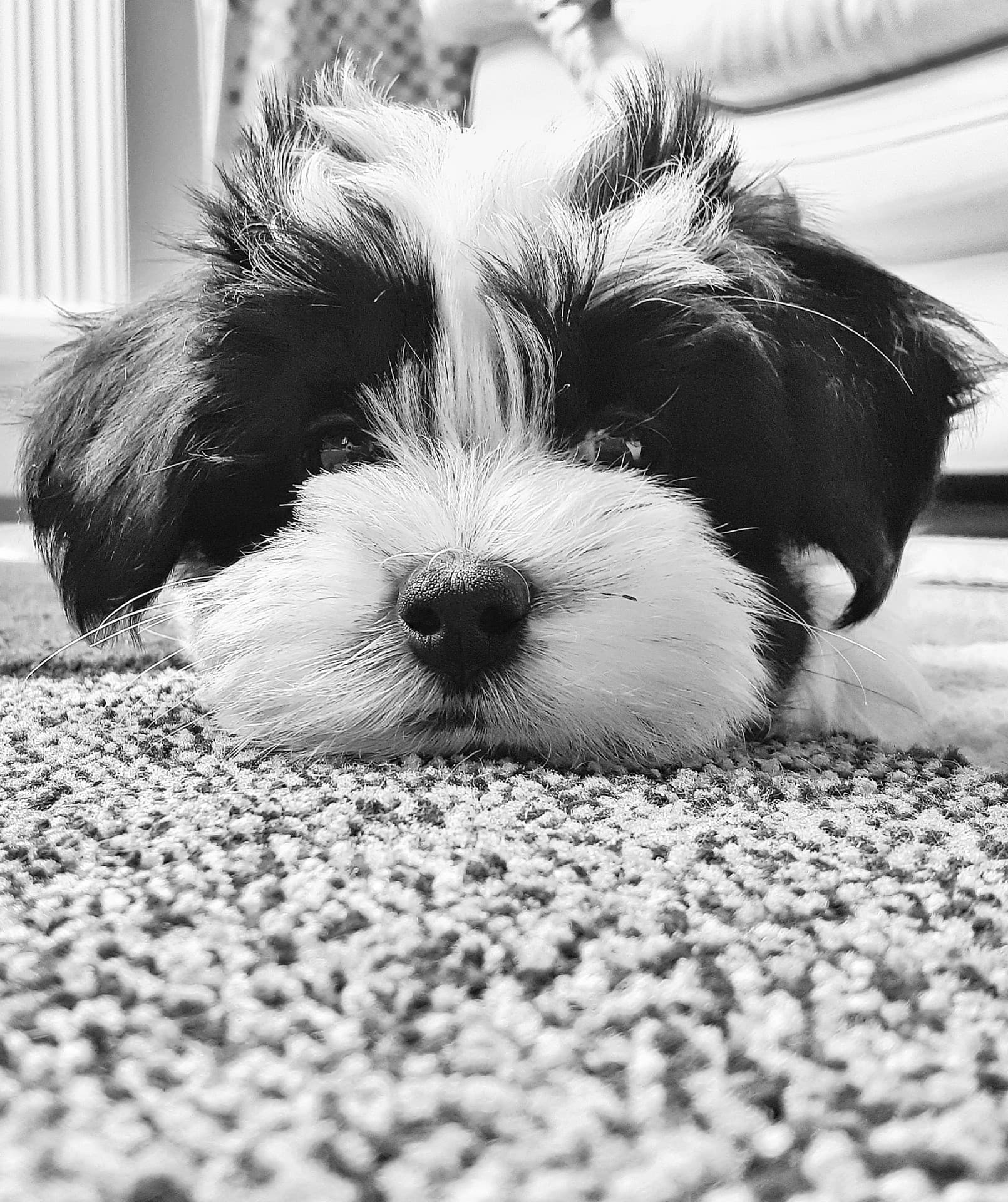 #szofi #kutya #dog #bischon #havanese #kiskutya