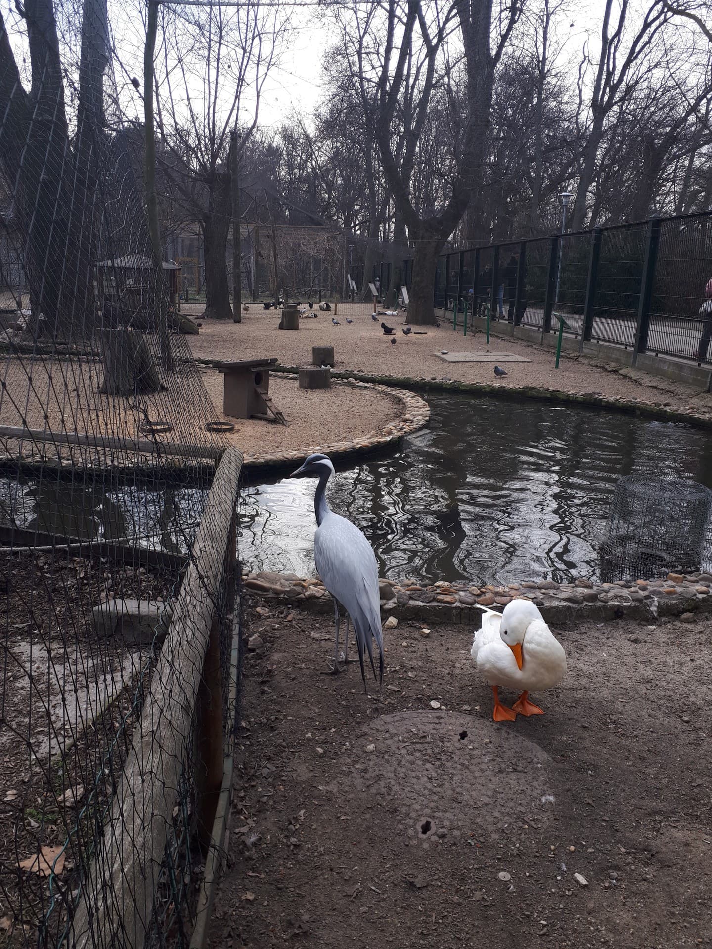 life of birds