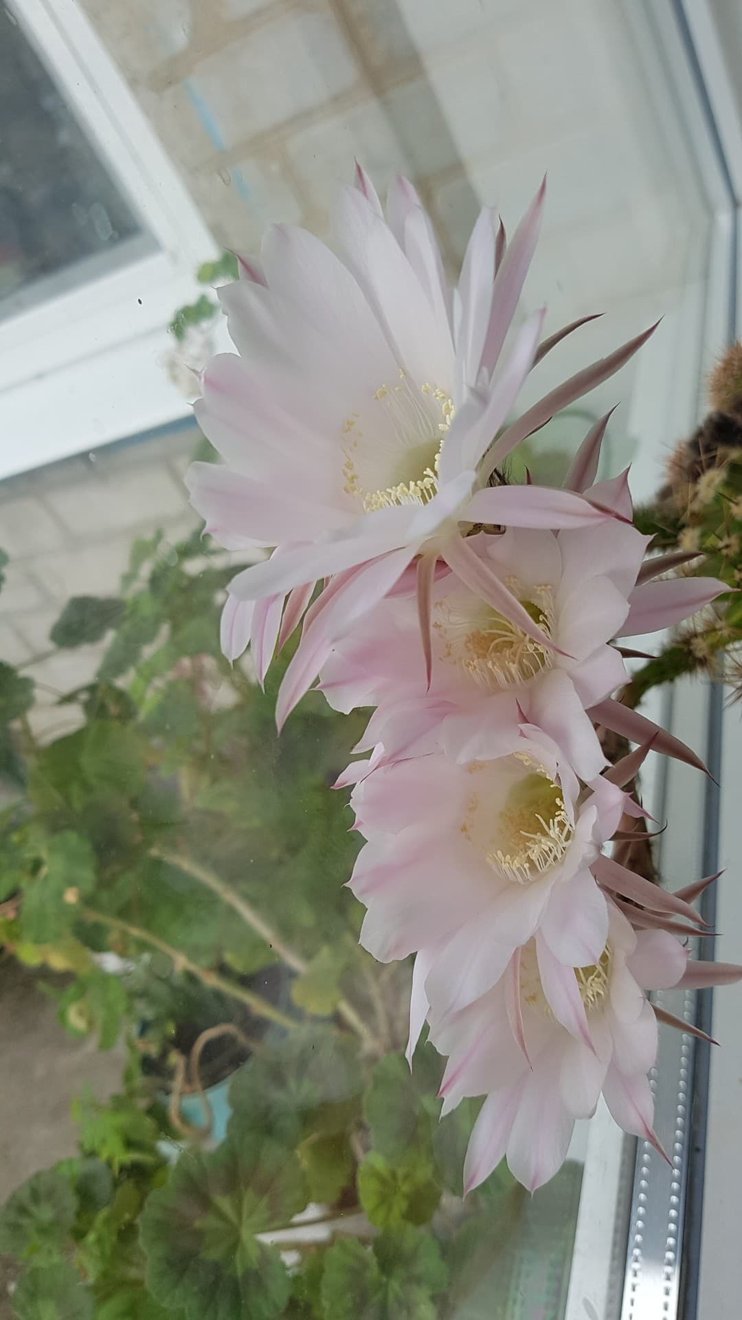 кактус