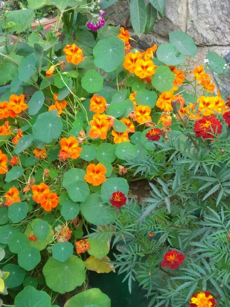 Flowers. ..