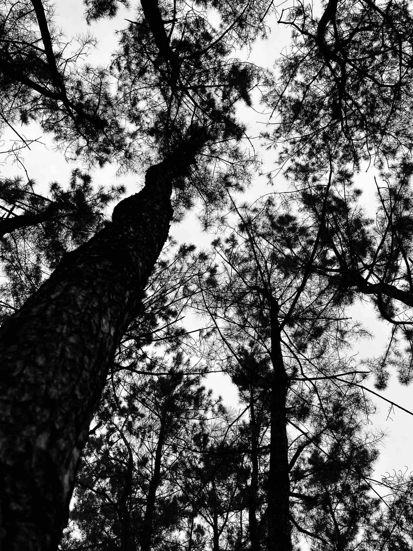 Fine tree