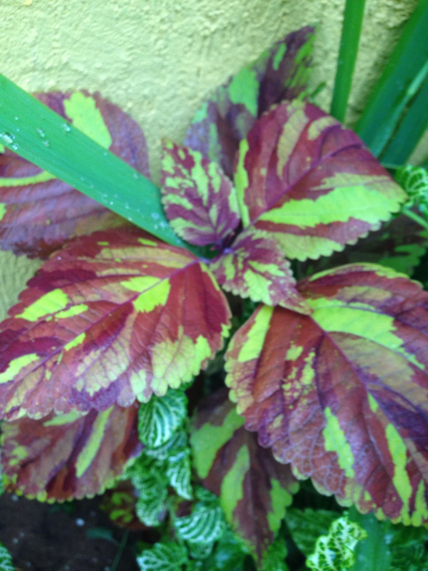 Coleus