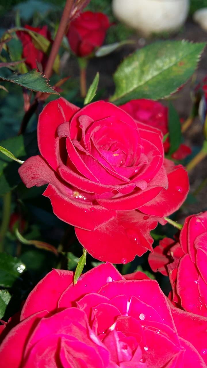 rose