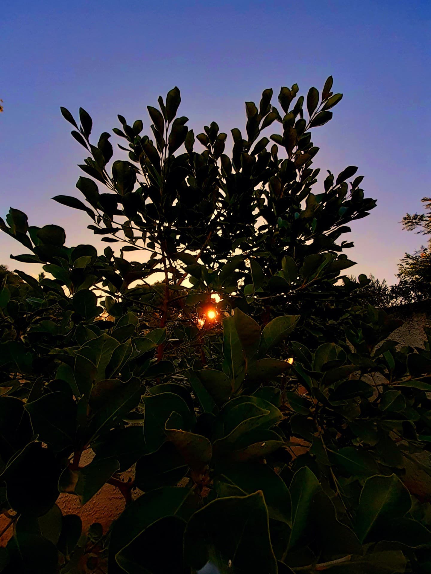 light