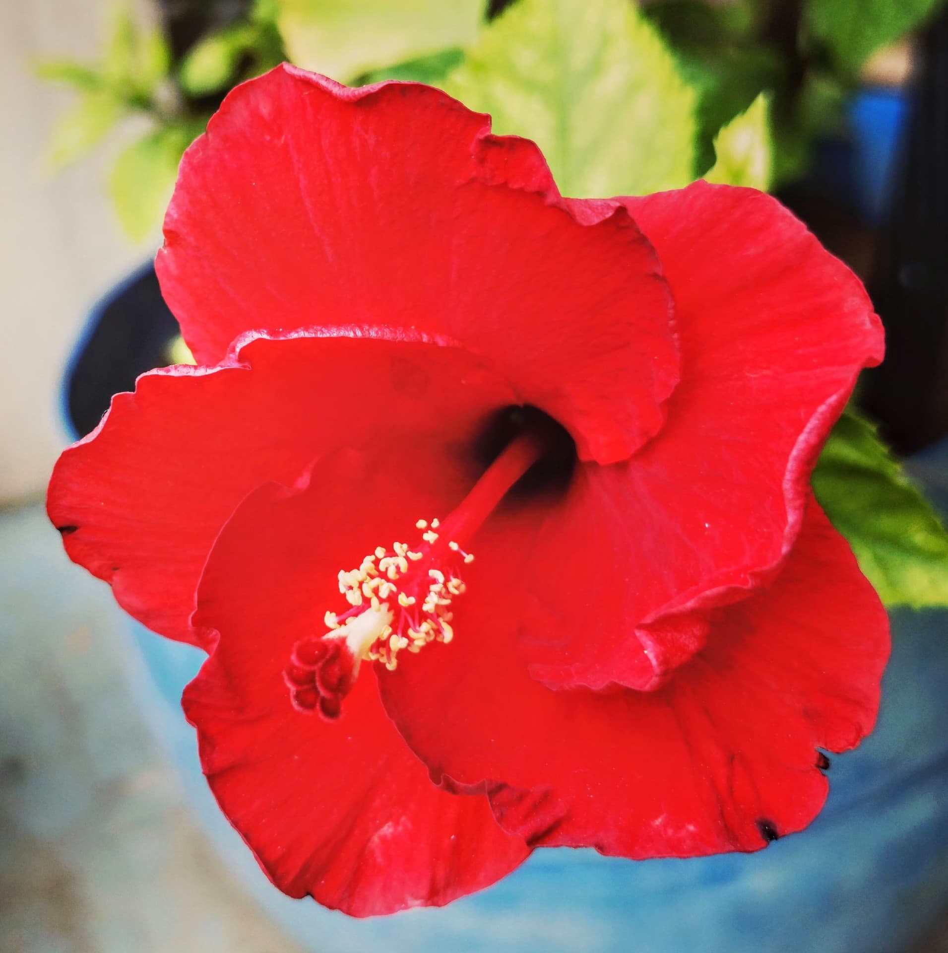 flower