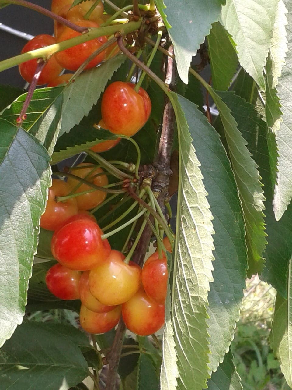 cherry