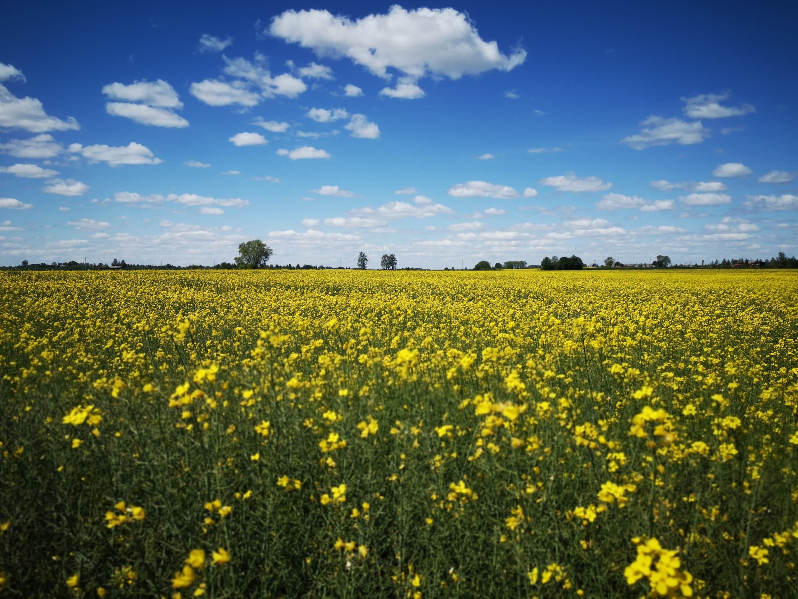 meadow