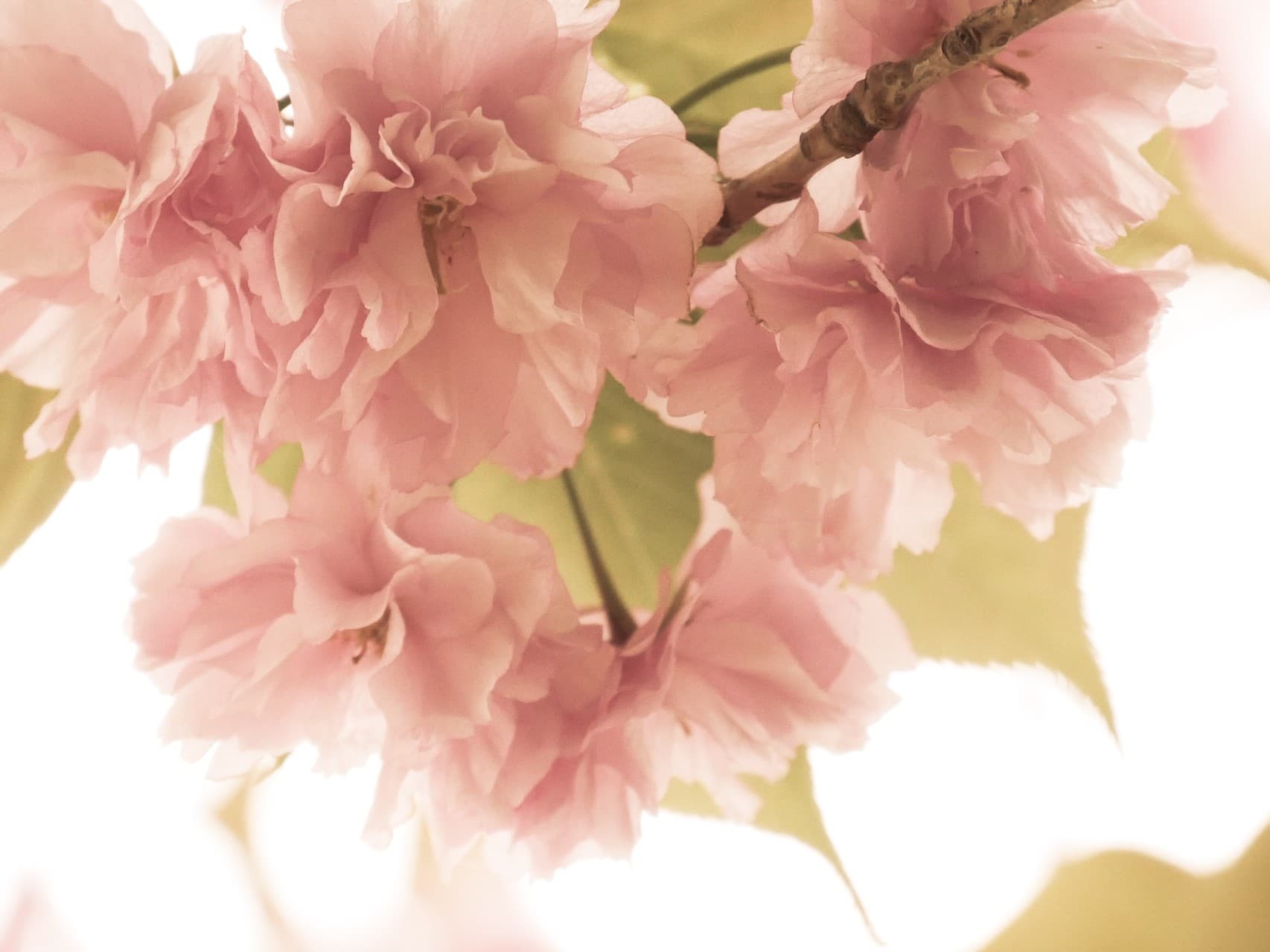 double cherry blossoms