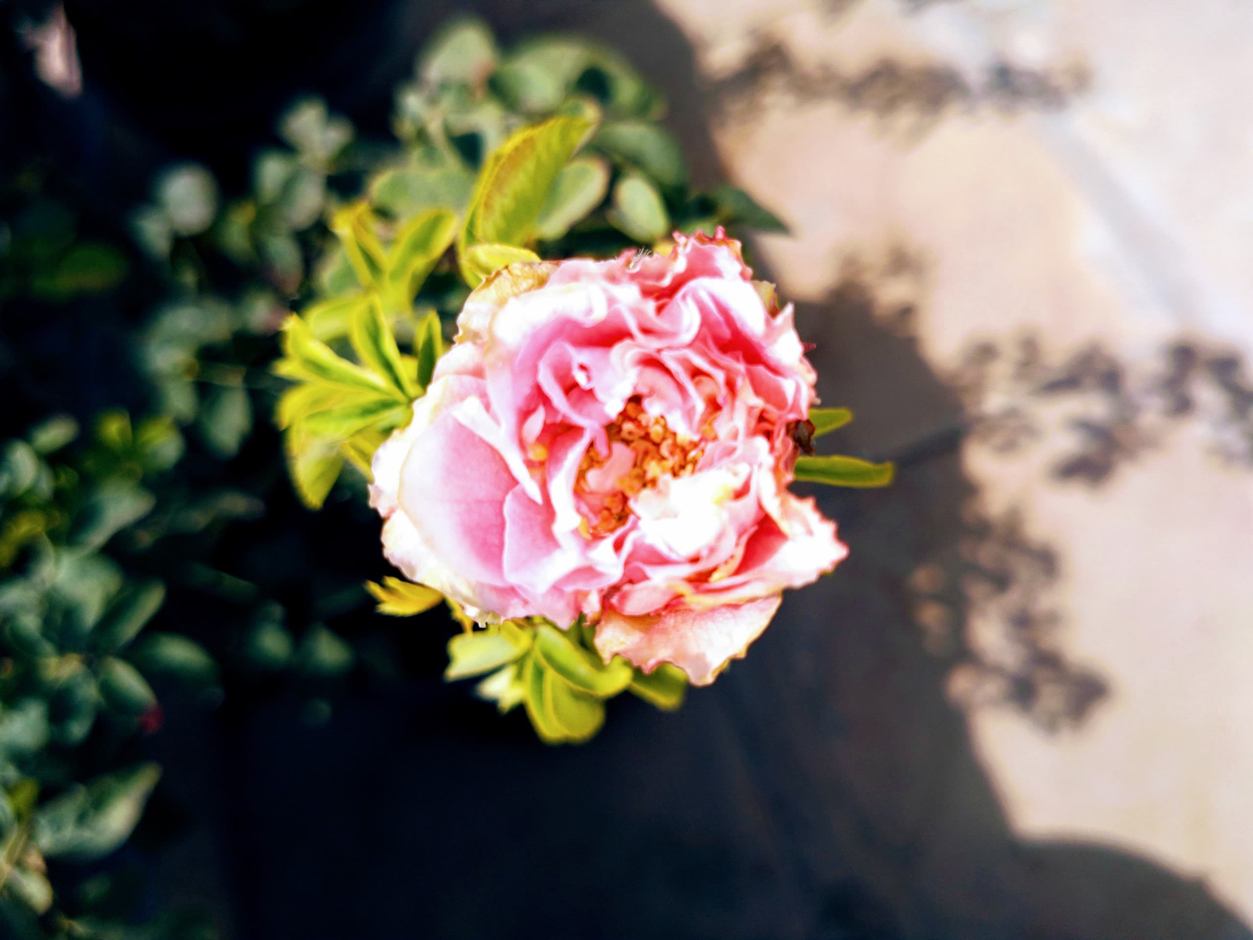 pink rose
