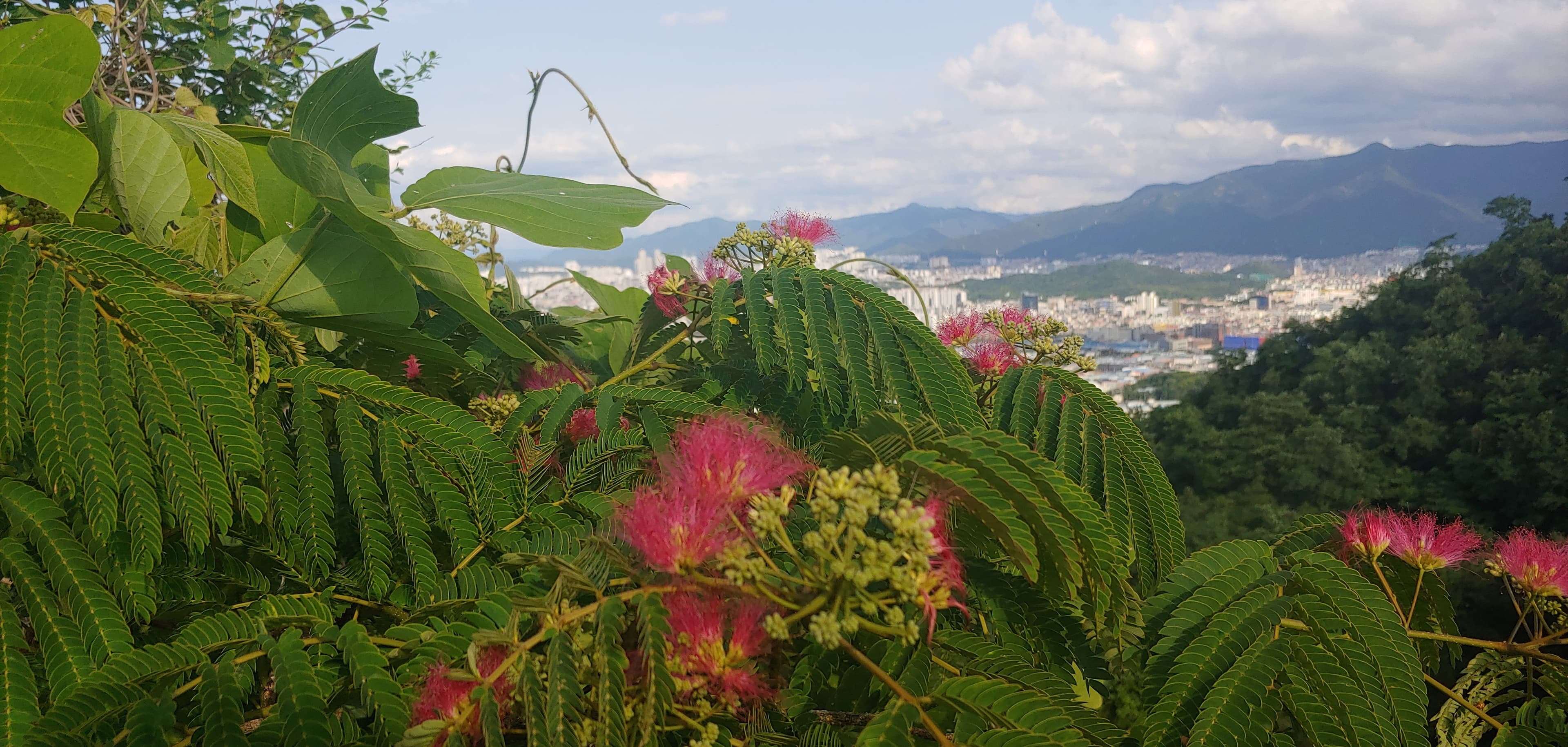 Daegu city where I live.^^