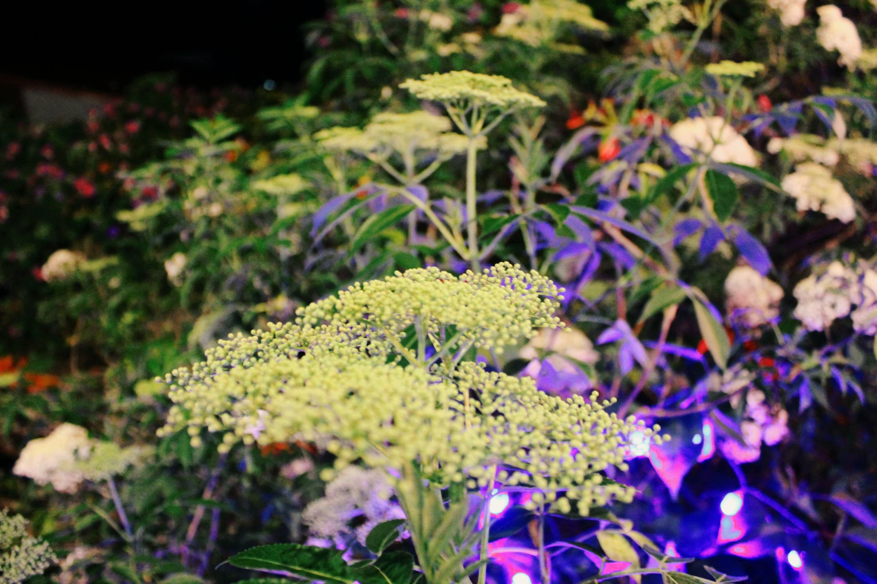 flowers