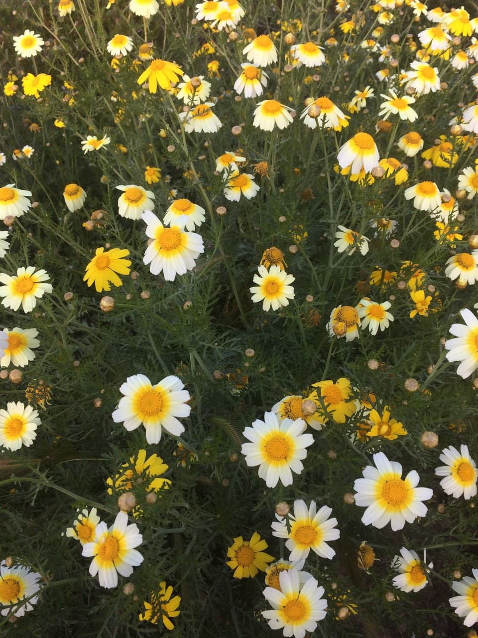 primavera