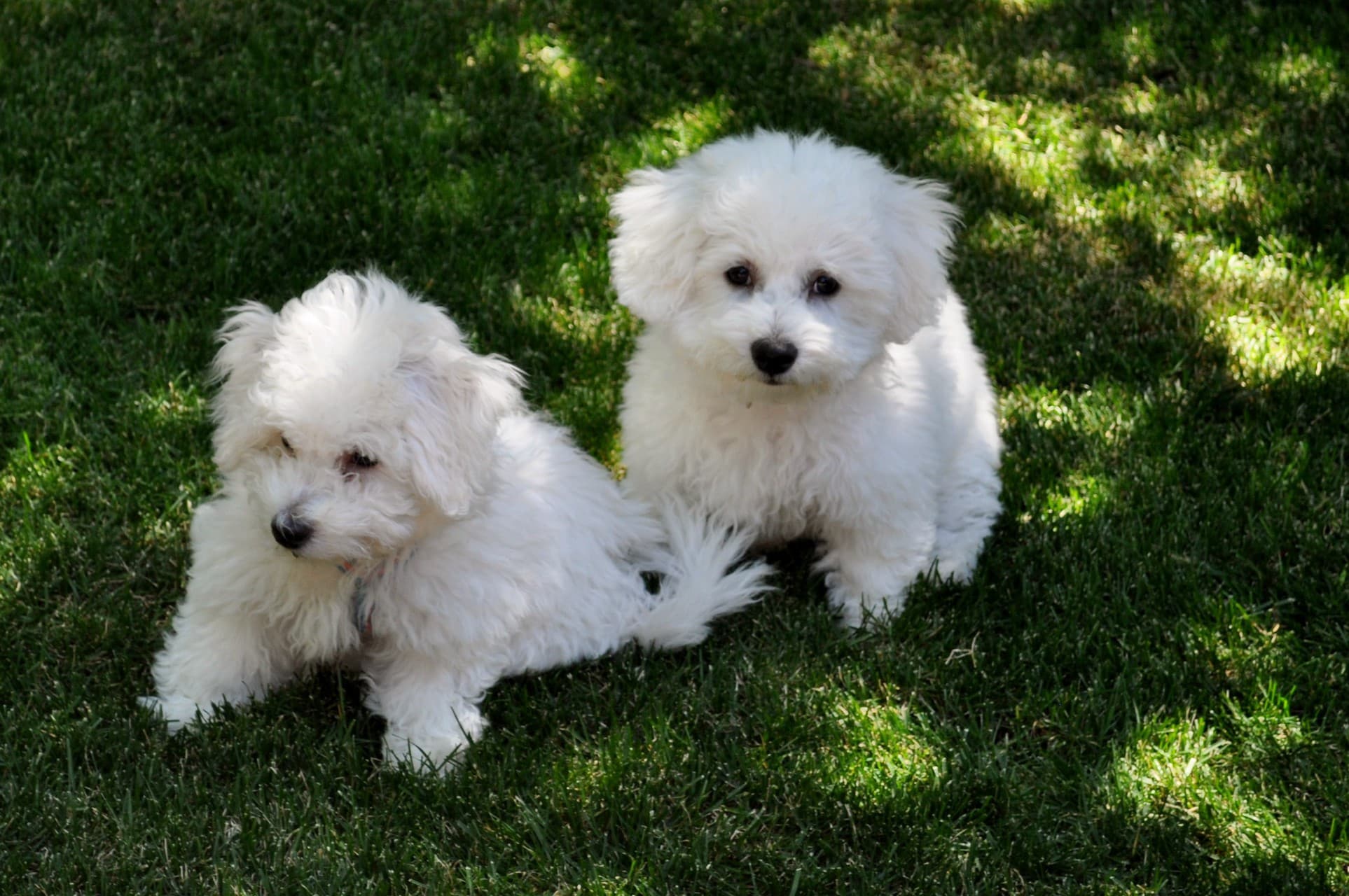 puppies