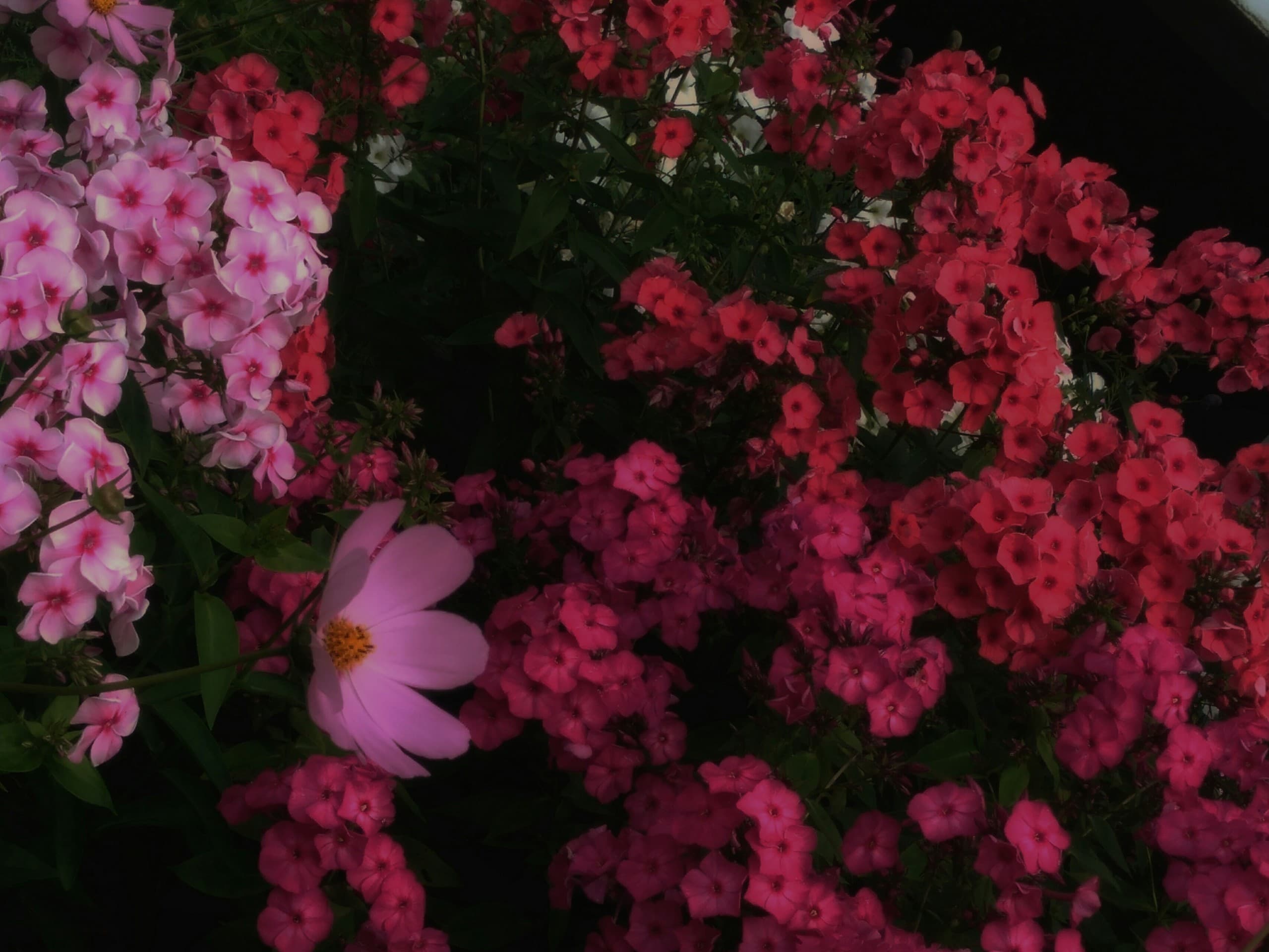 flowers