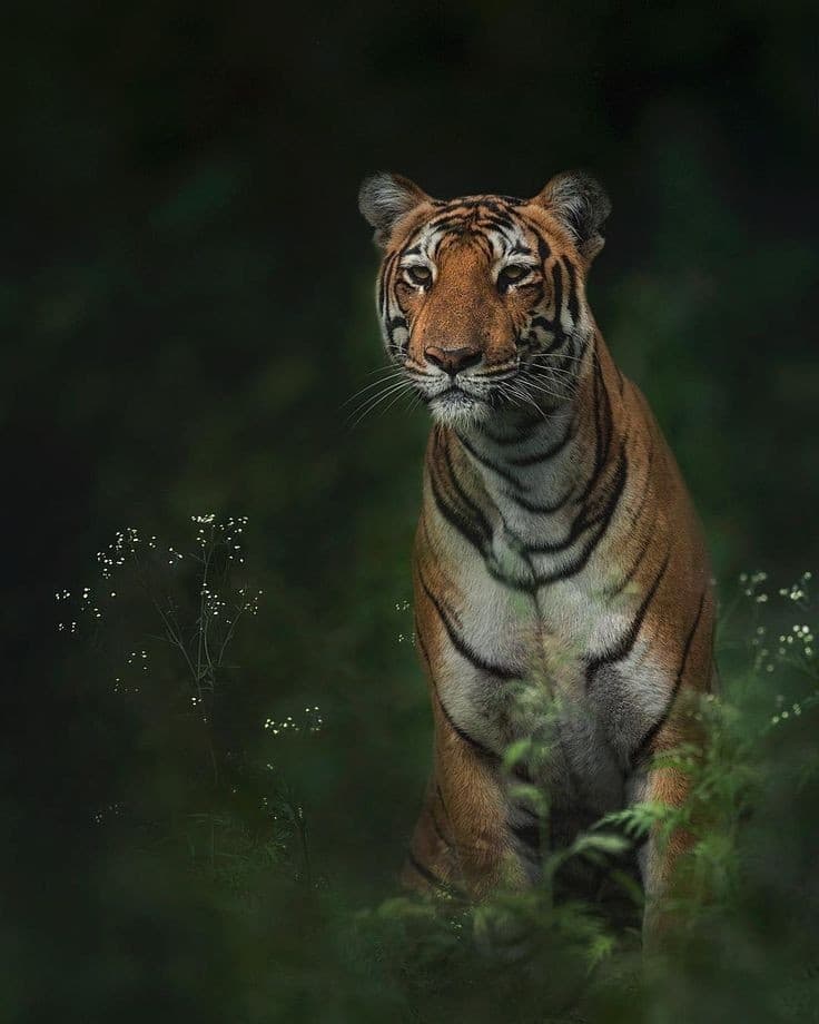 Lord Of The Jungle